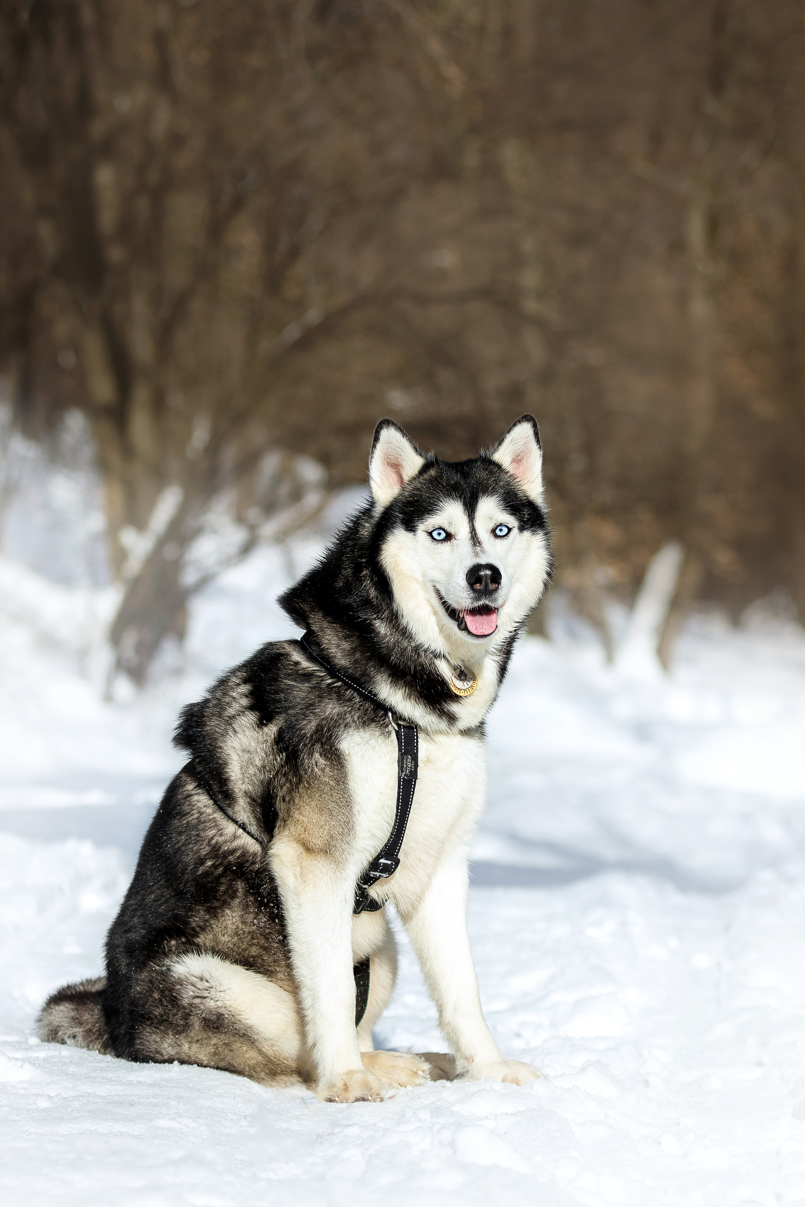 Зимняя фотосессия с собакой