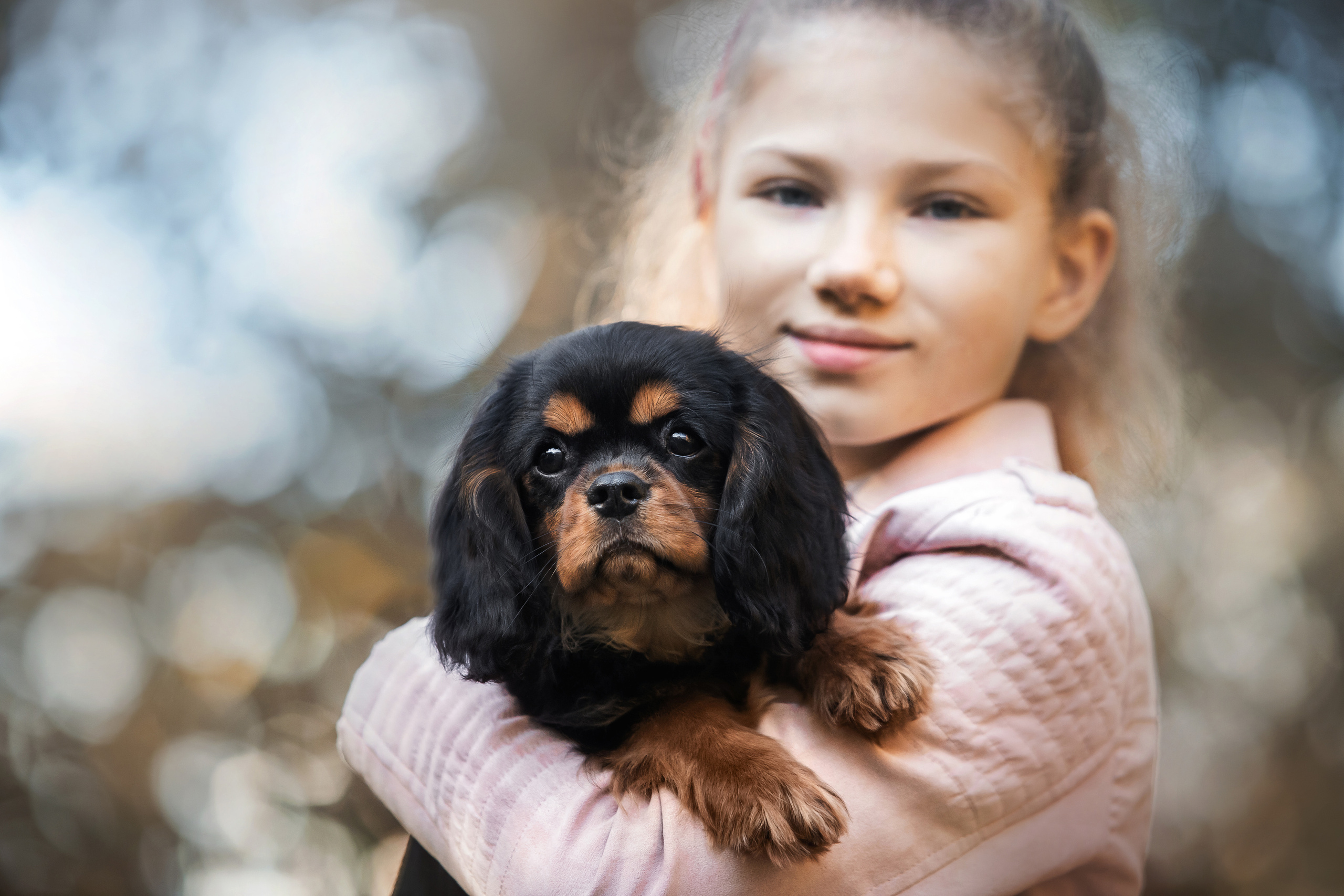 Фотосессия кавалер-кинг-чарльз-спаниелями