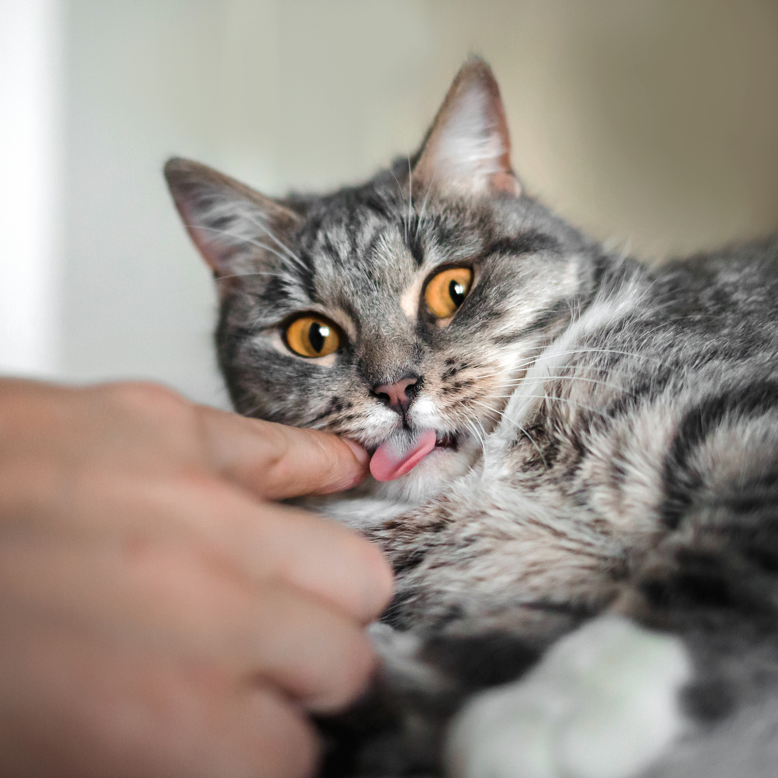 Фотосессия для кошки в интерьере