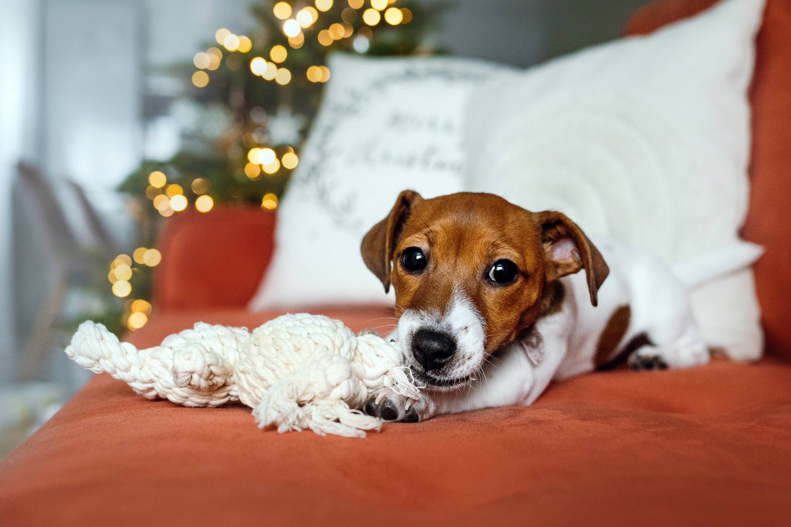 Новогодняя домашняя фотосессия с собакой