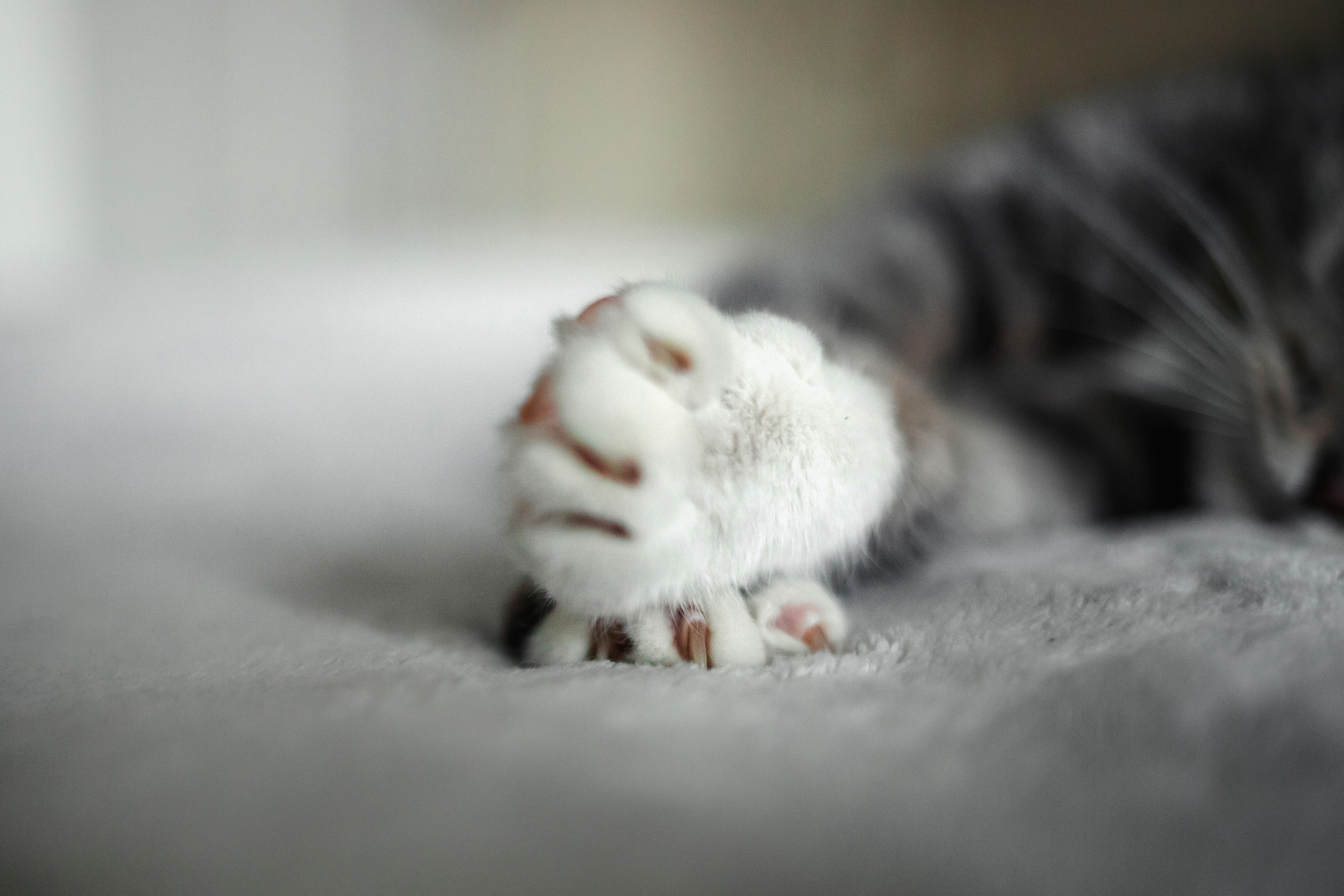 Фотосессия для кошки в интерьере