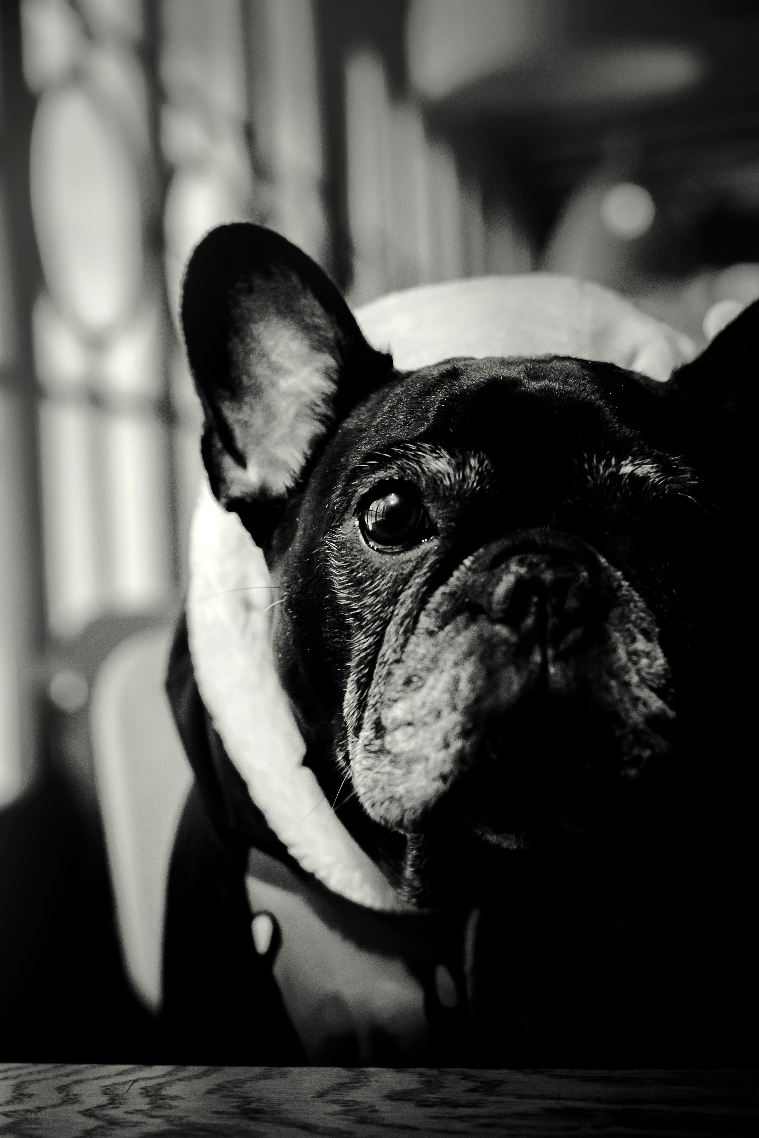 Фотосессия с бульдогом Жулей