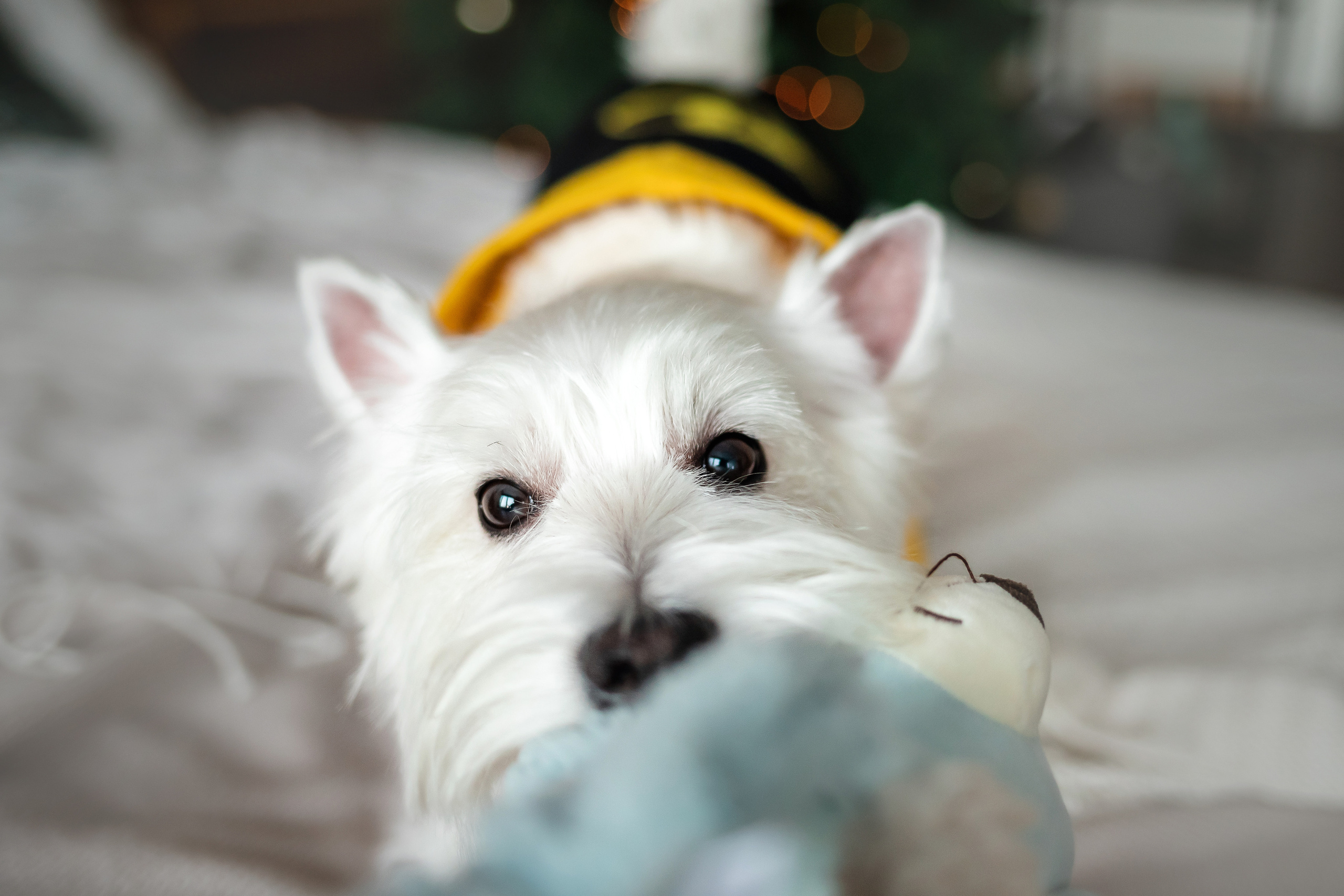 Фотосессия с Семеном и Винни