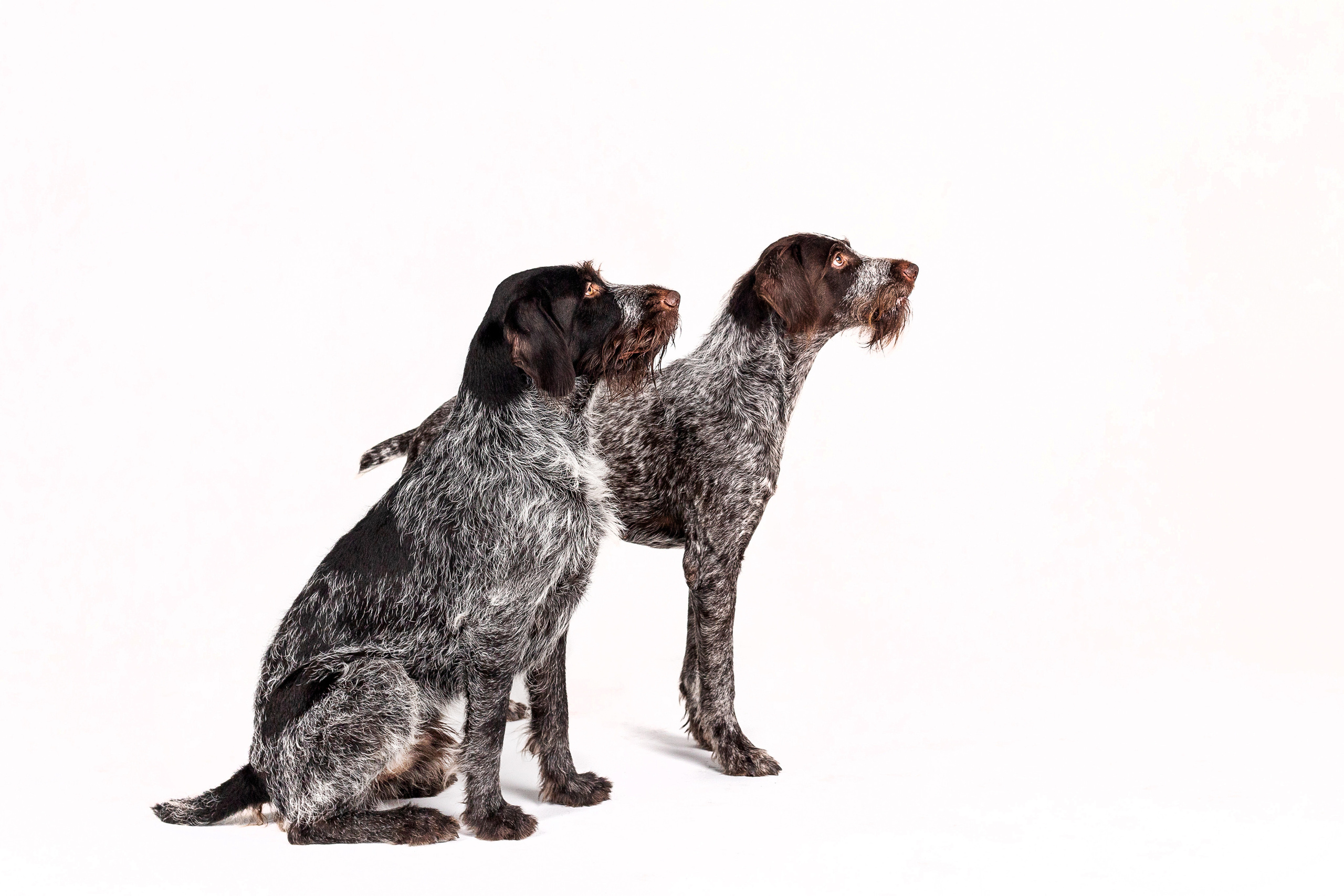 Фотосессия для бренда натуральной еды для собак