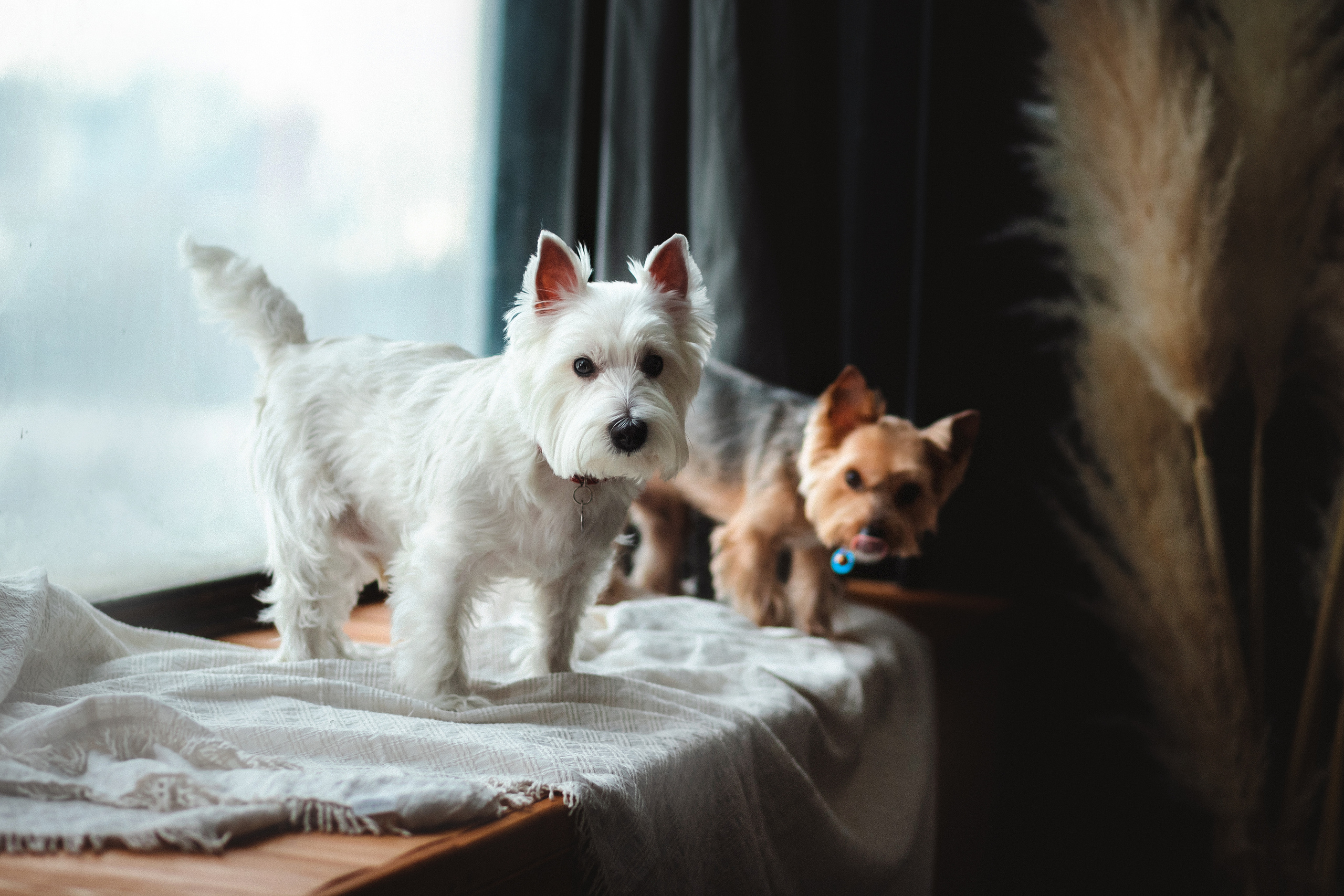 Фотосессия с Семеном и Винни