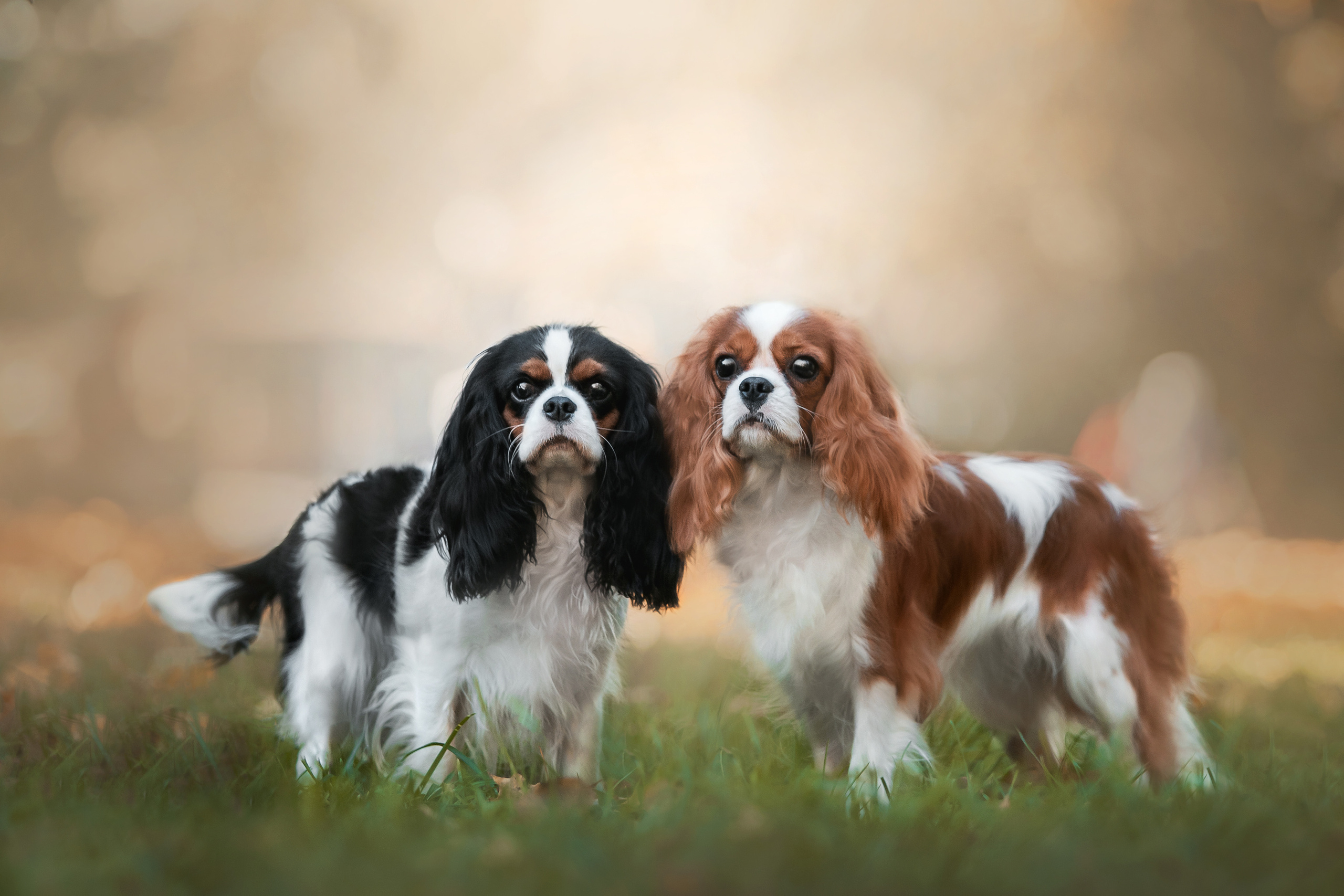 Фотосессия кавалер-кинг-чарльз-спаниелями