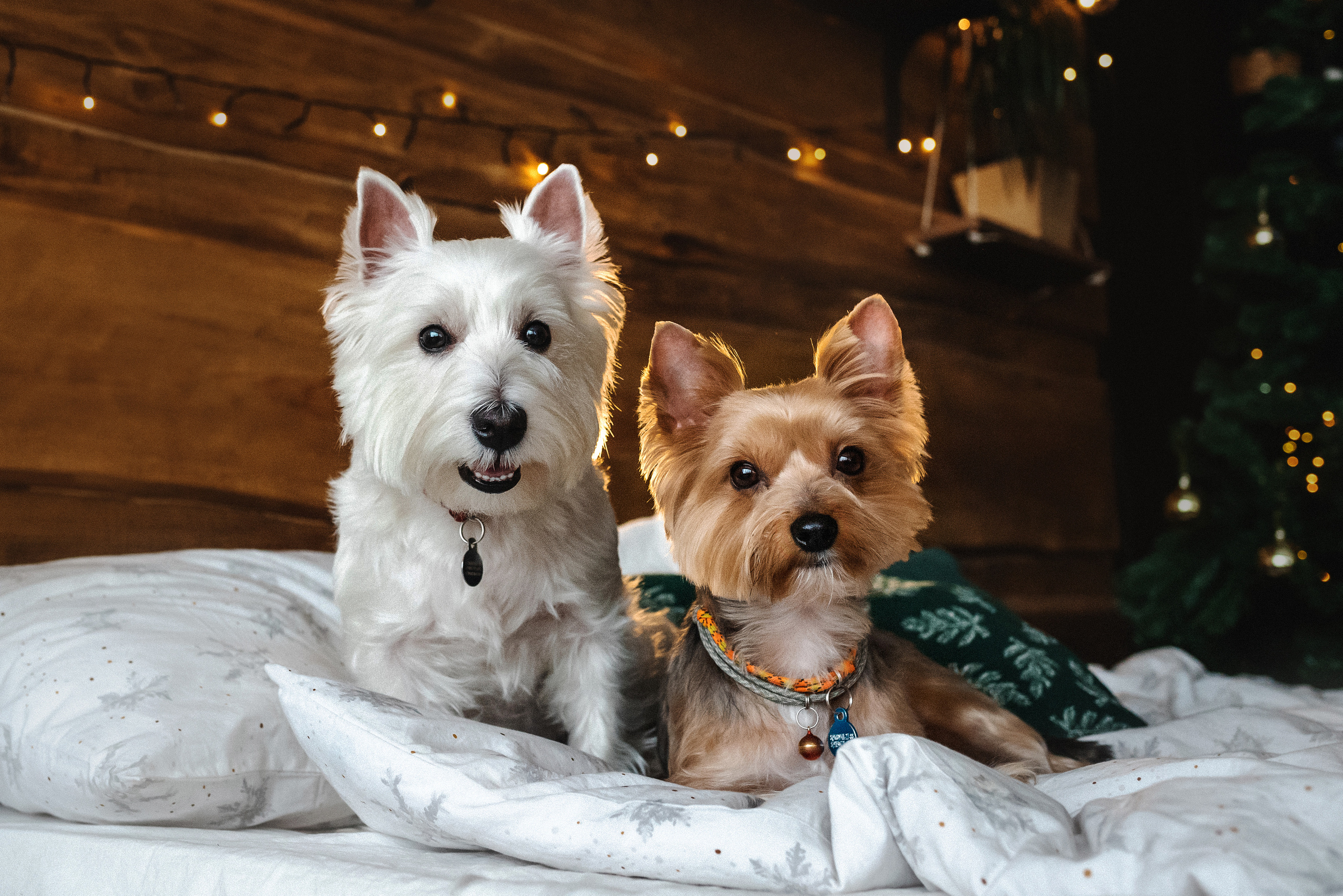 Фотосессия с Семеном и Винни