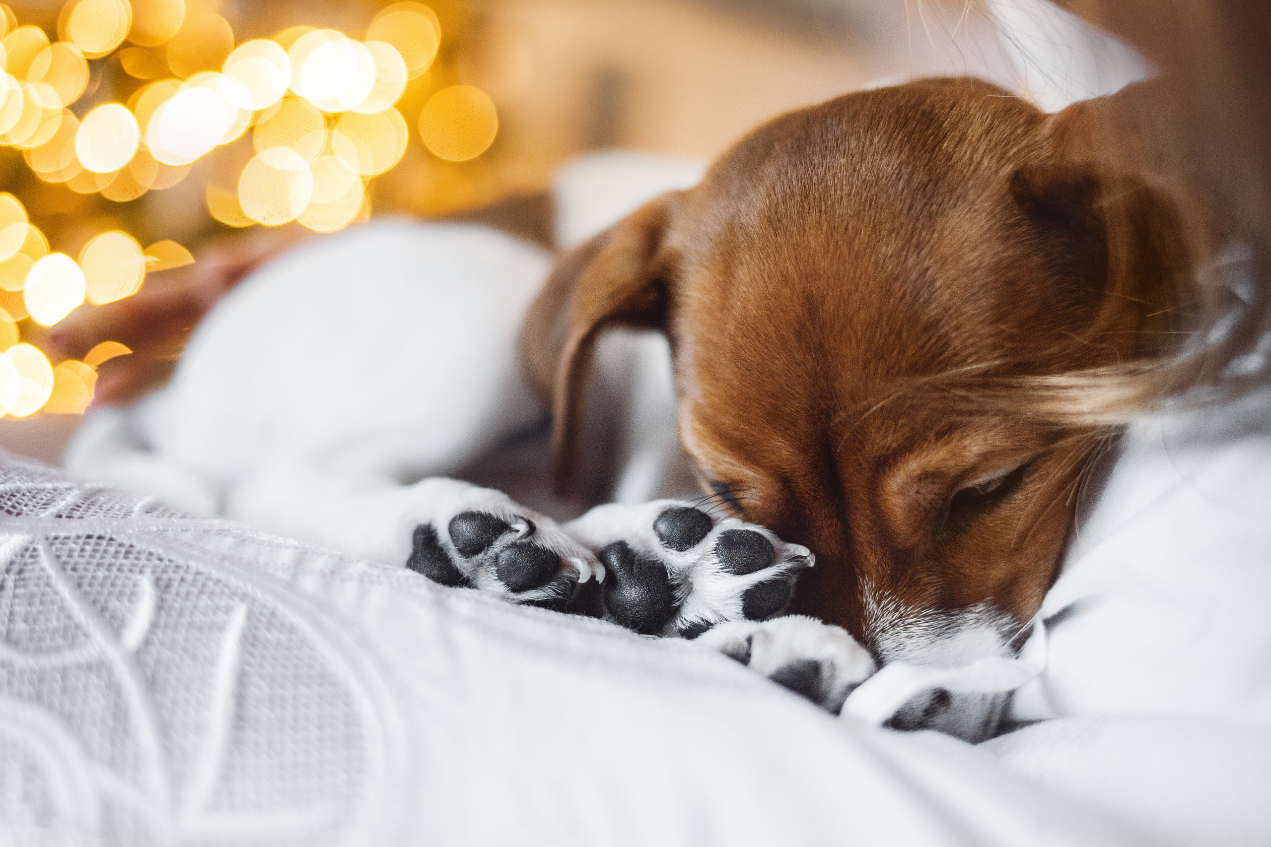 Новогодняя домашняя фотосессия с собакой