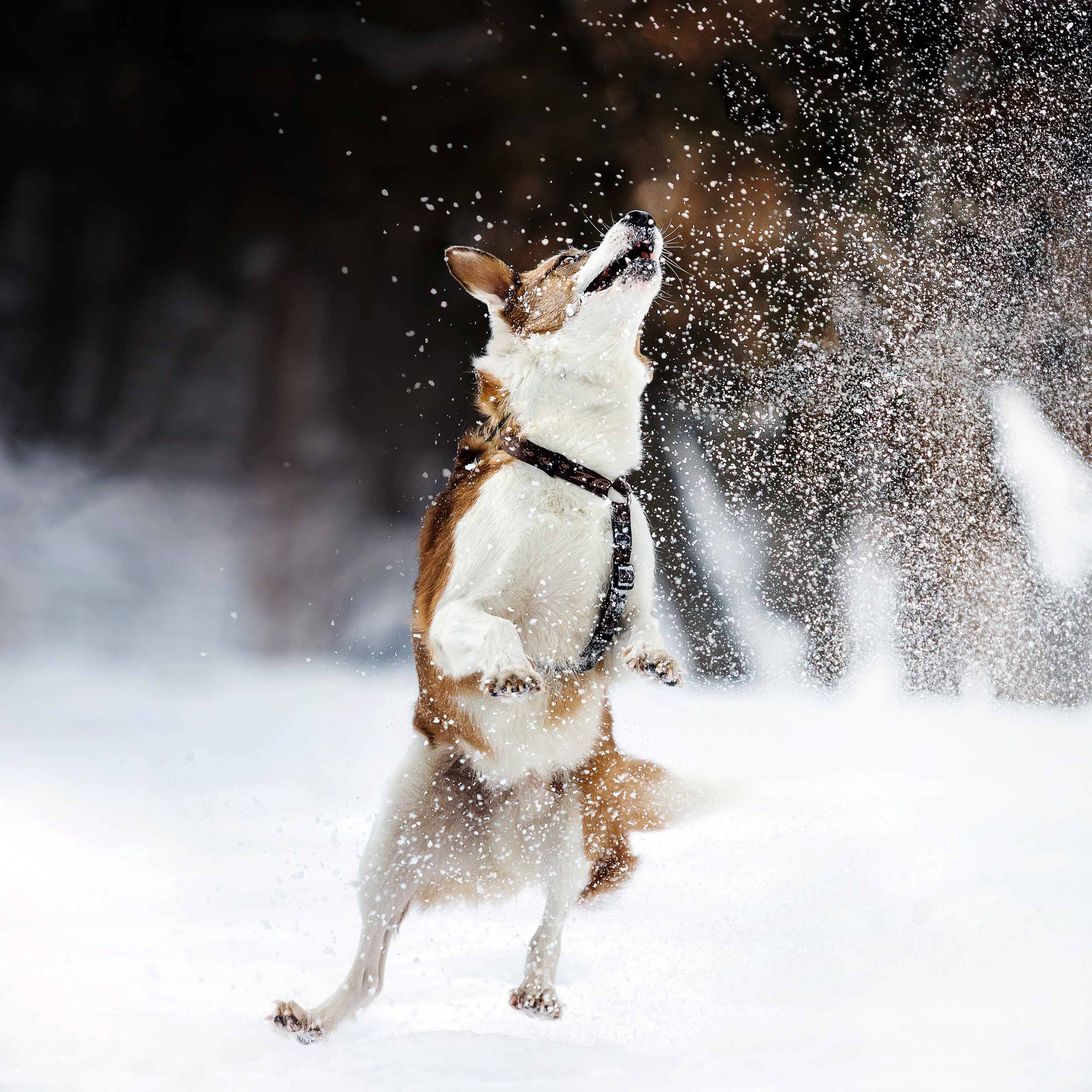 Зимняя фотосессия в парке Коломенское