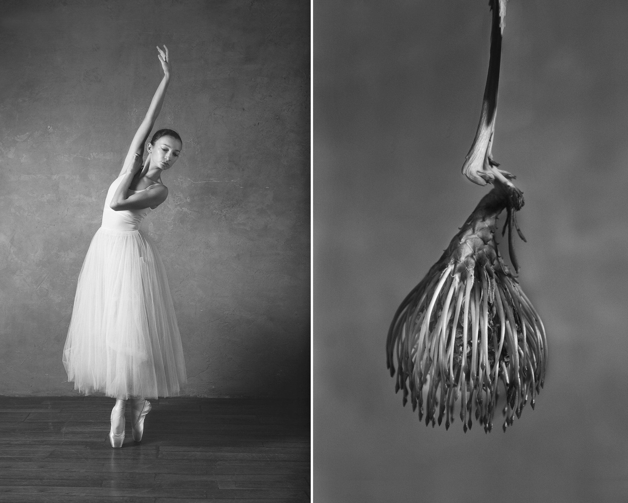 Леукоспермум 