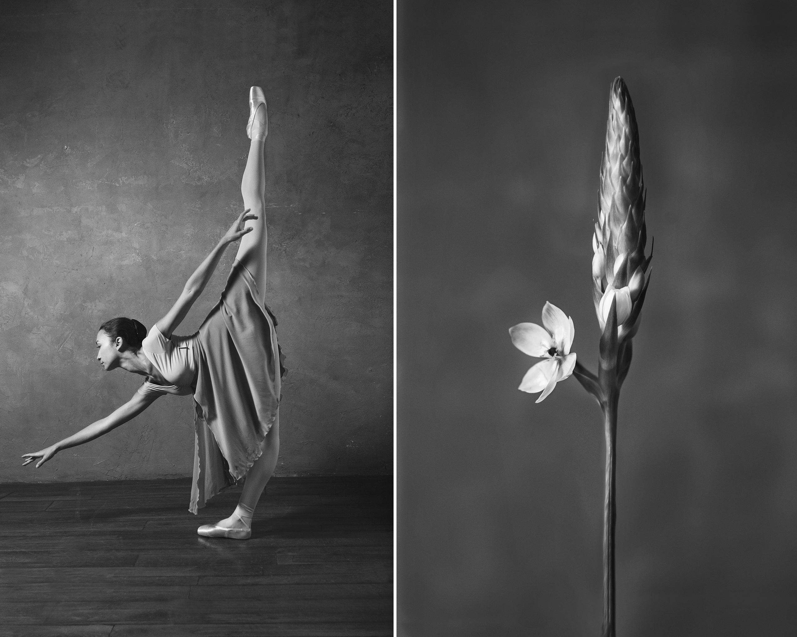 Орнитогалум