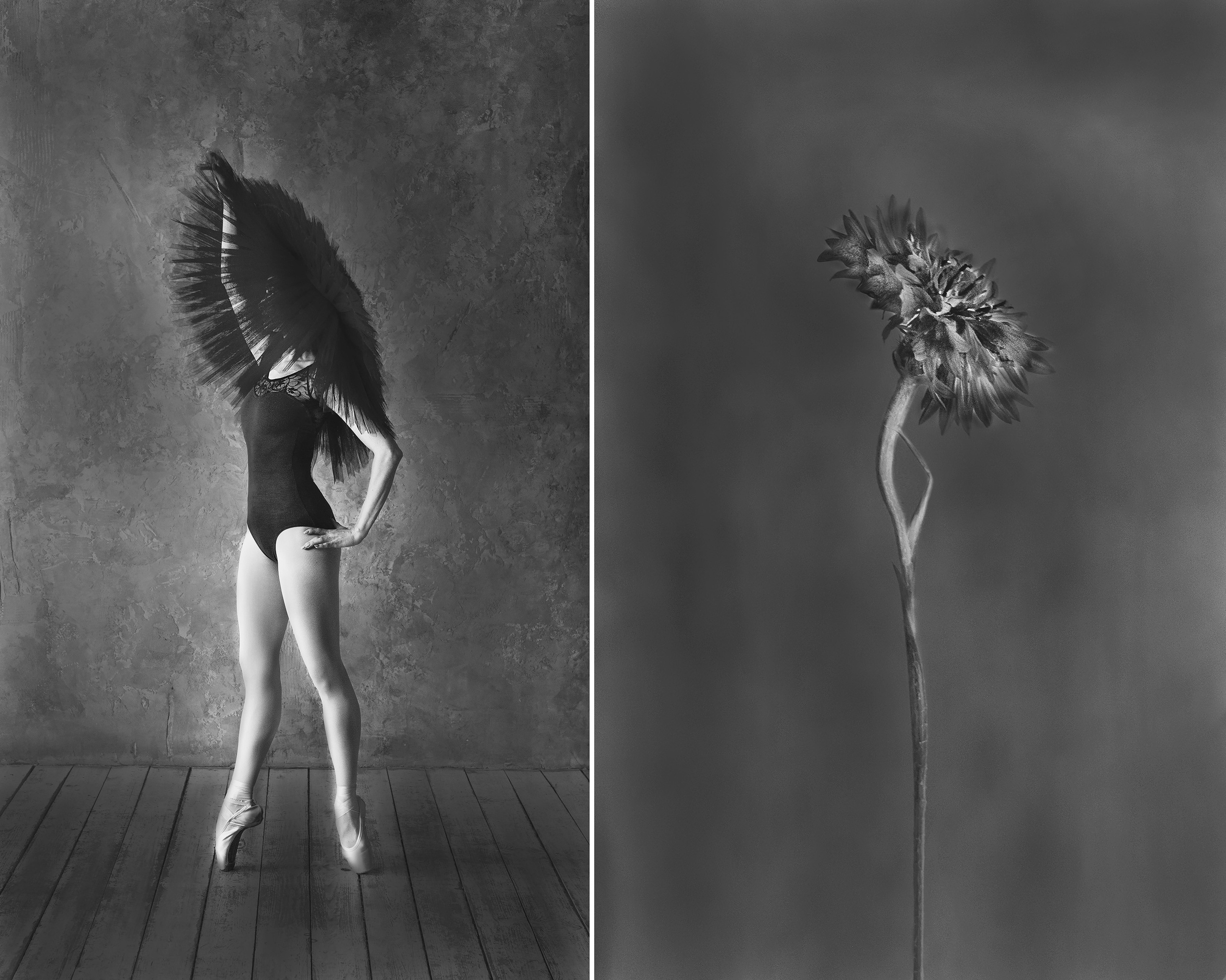 Хризантема_2