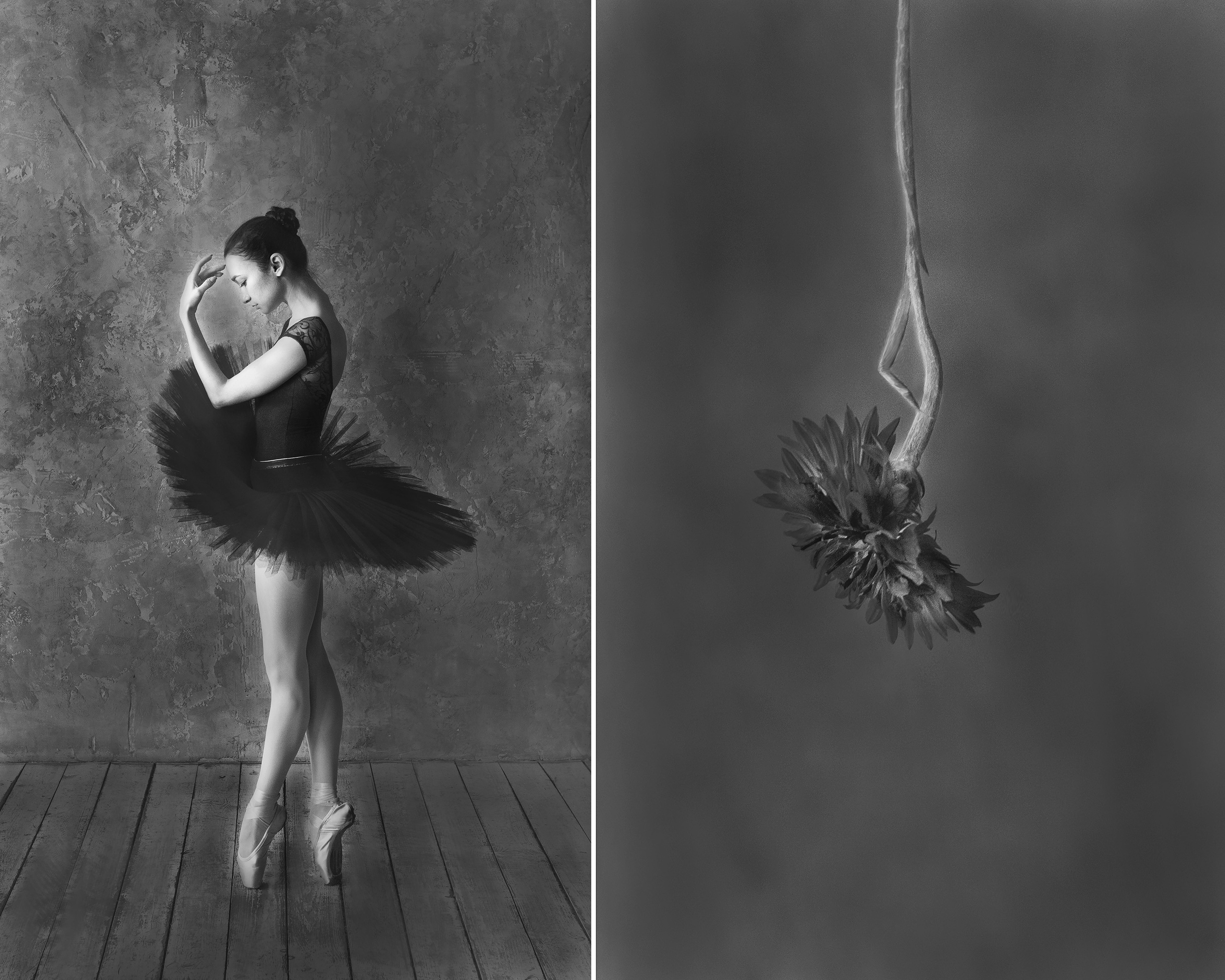 Хризантема