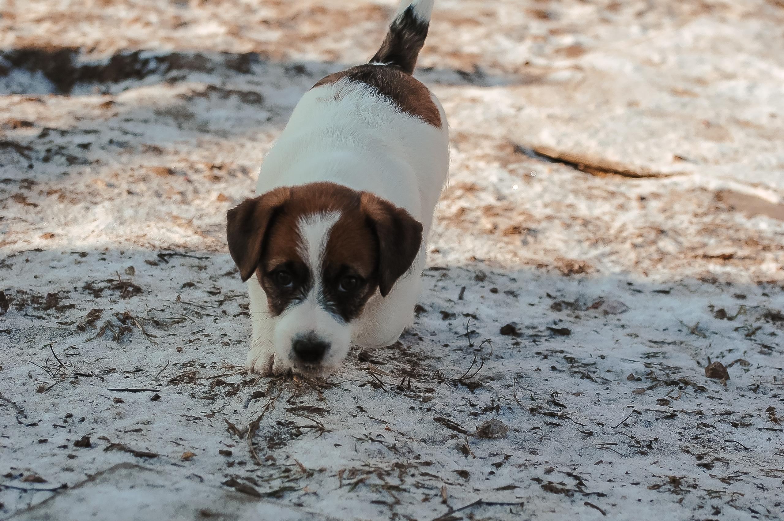 Мальчик 2. Кобель бело-рыжий. Джек рассел терьер щенок. КАНЕ МАЭСТРО — питомник Джек рассел терьеров