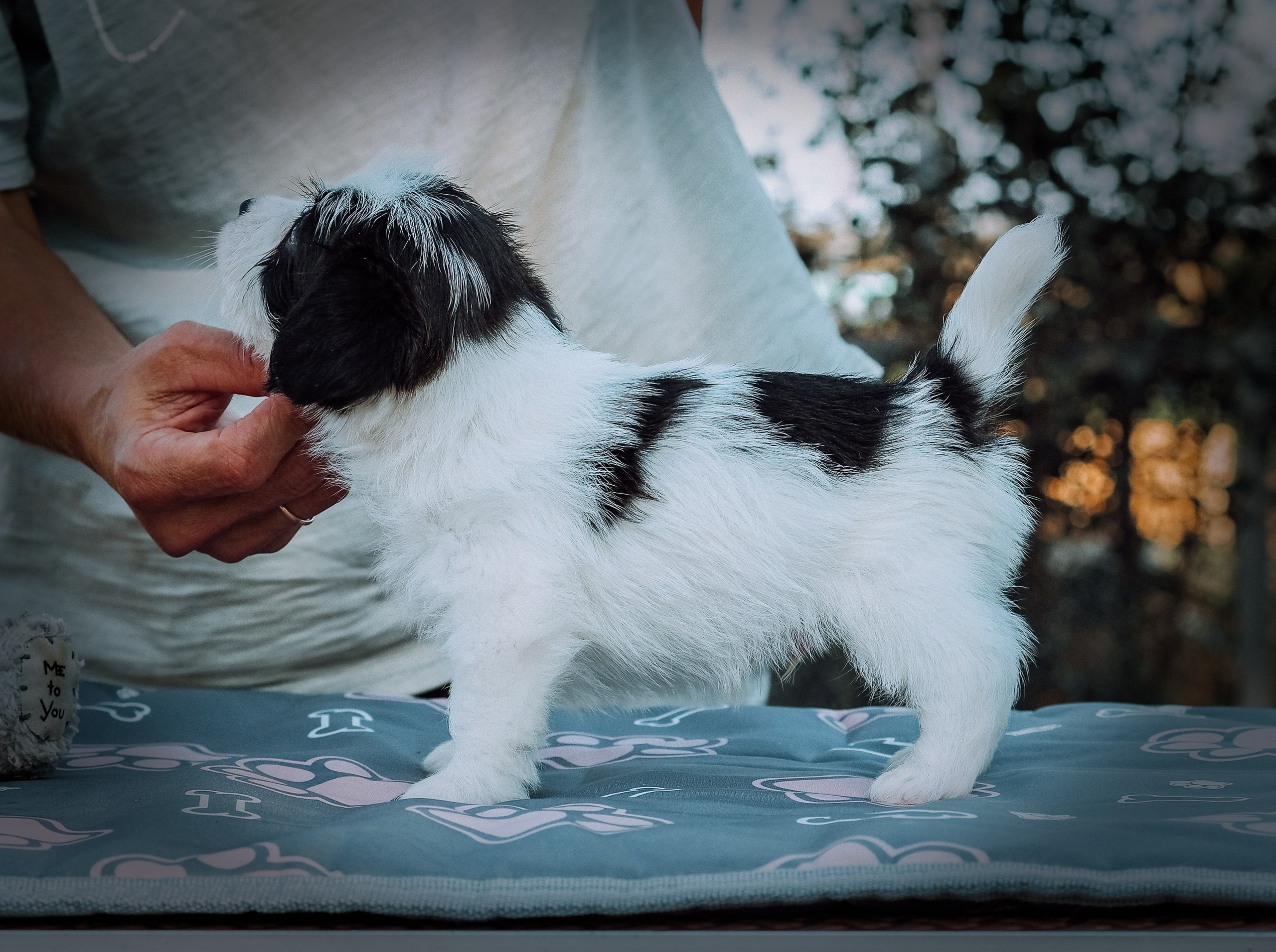 X_КОБЛ_4_БЕЛ_ЧЕРН. CANE MAESTRO — kennel Jack Russell Terrier