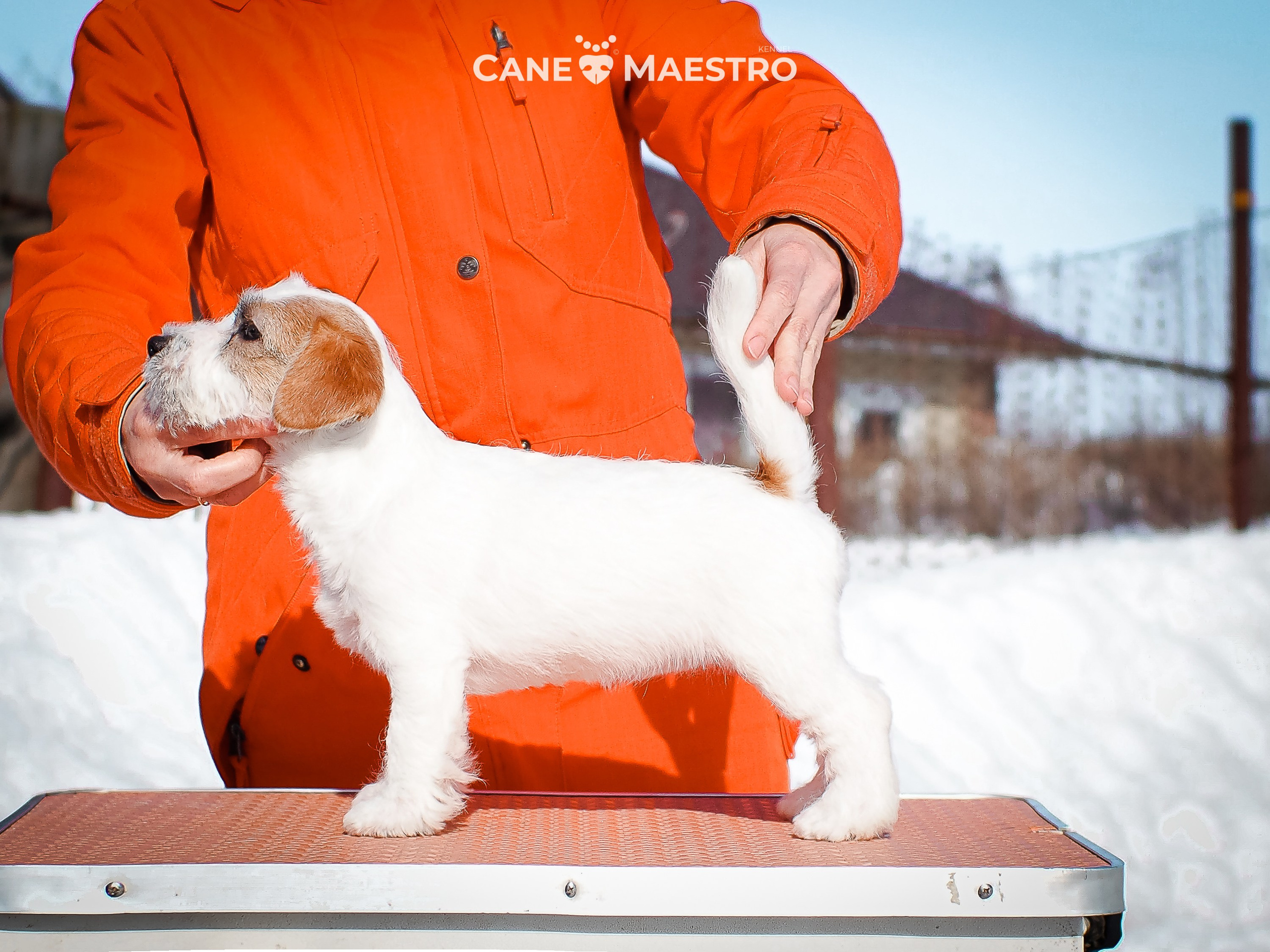 Сук_21_12_25. КАНЕ МАЭСТРО — питомник Джек рассел терьеров