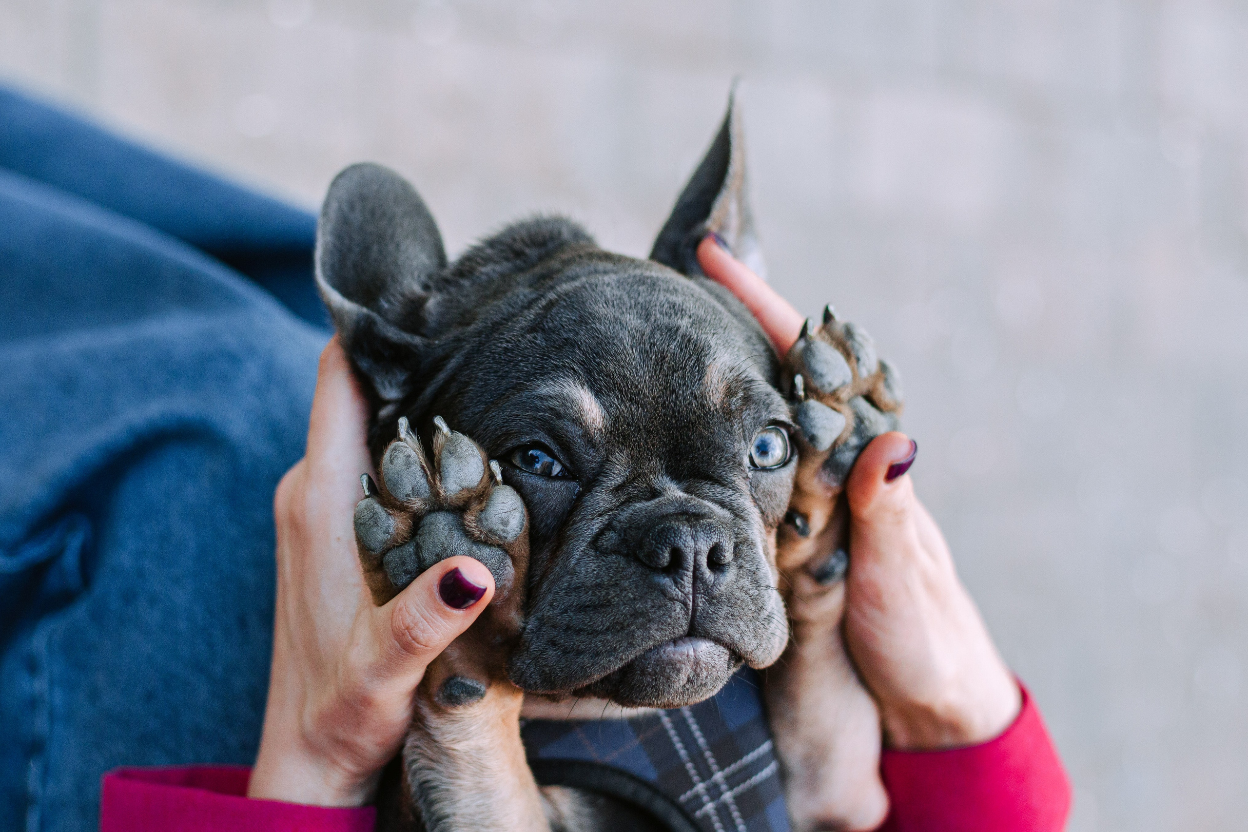 Даша и Мишель. Фотограф-анималист Татьяна Степанова