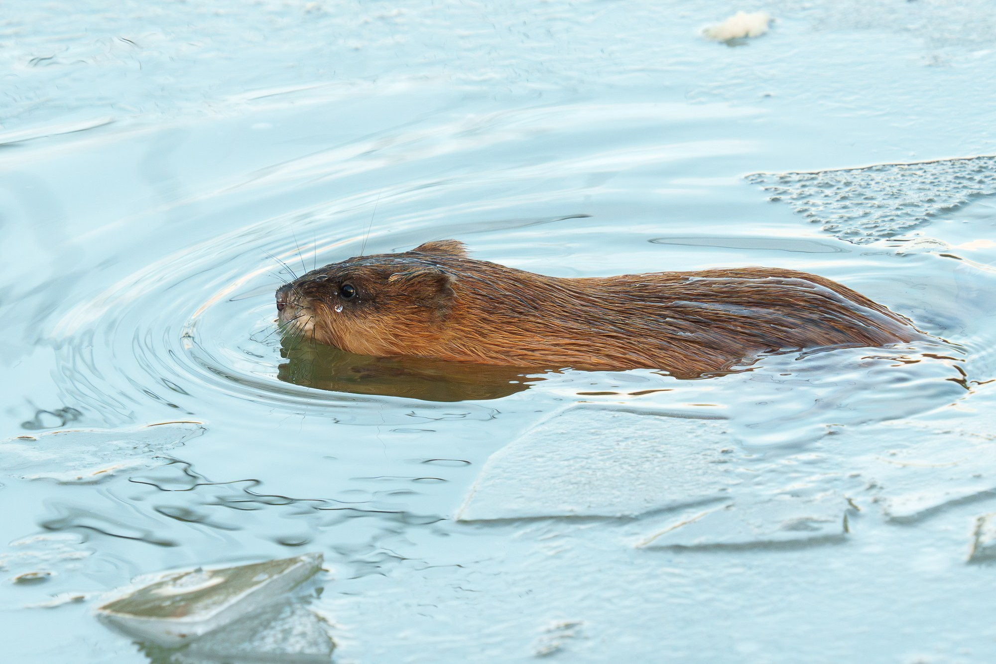 Животные. Ваш личный фотограф Марина Волкова