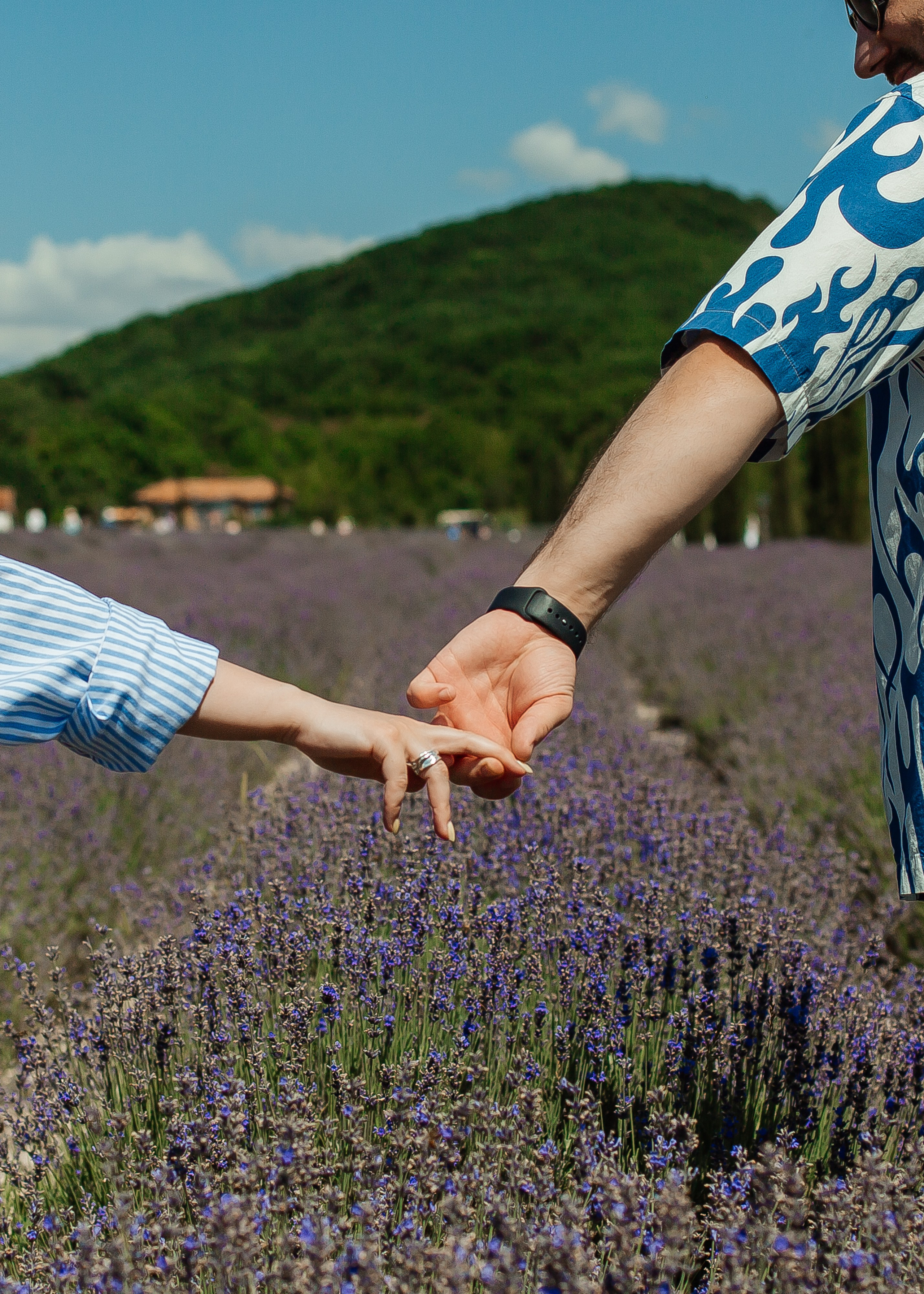 Лавандовые поля