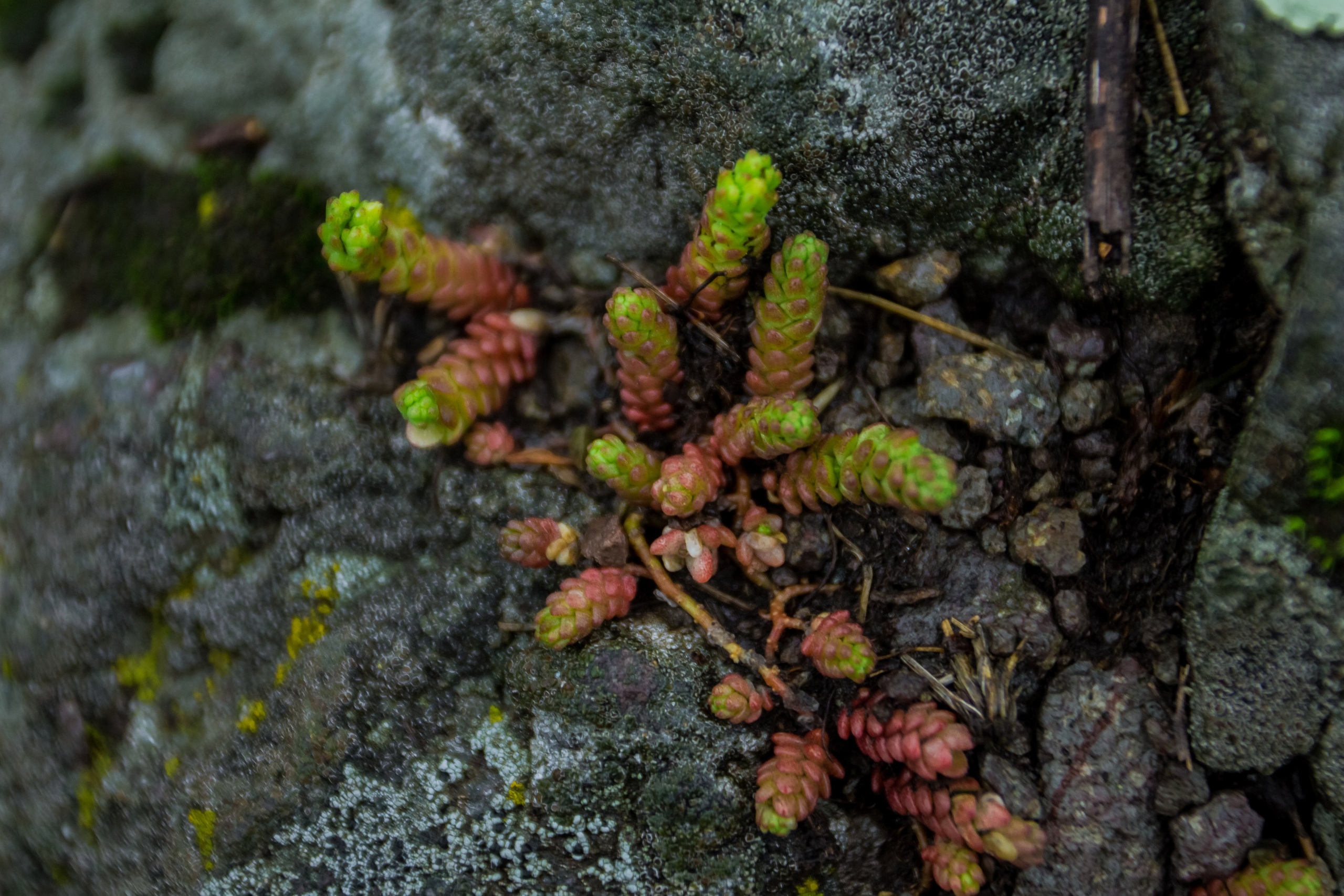 Порог Ревун