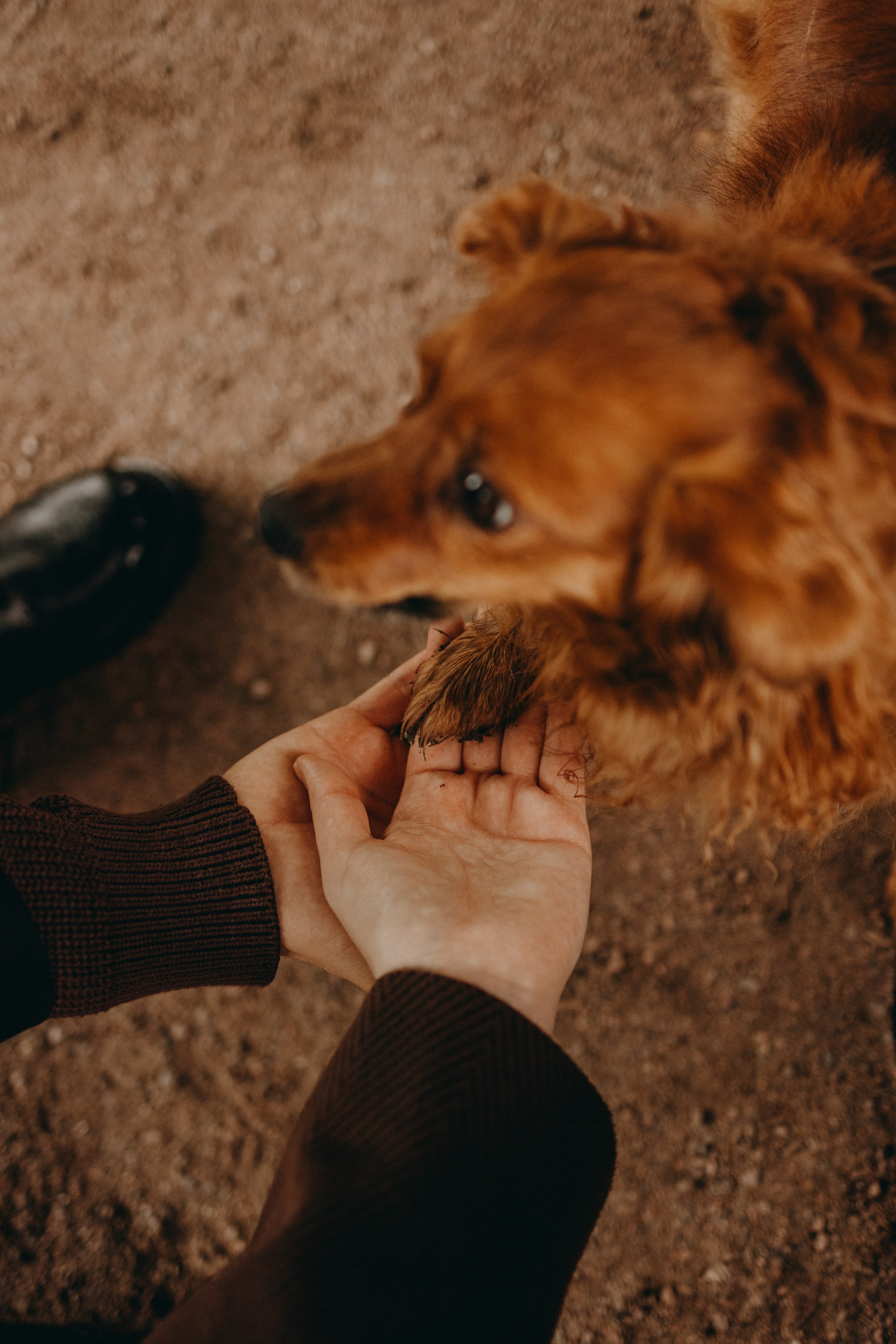 Жу и ее семья. Фотограф — Анималист | Санкт-Петербург