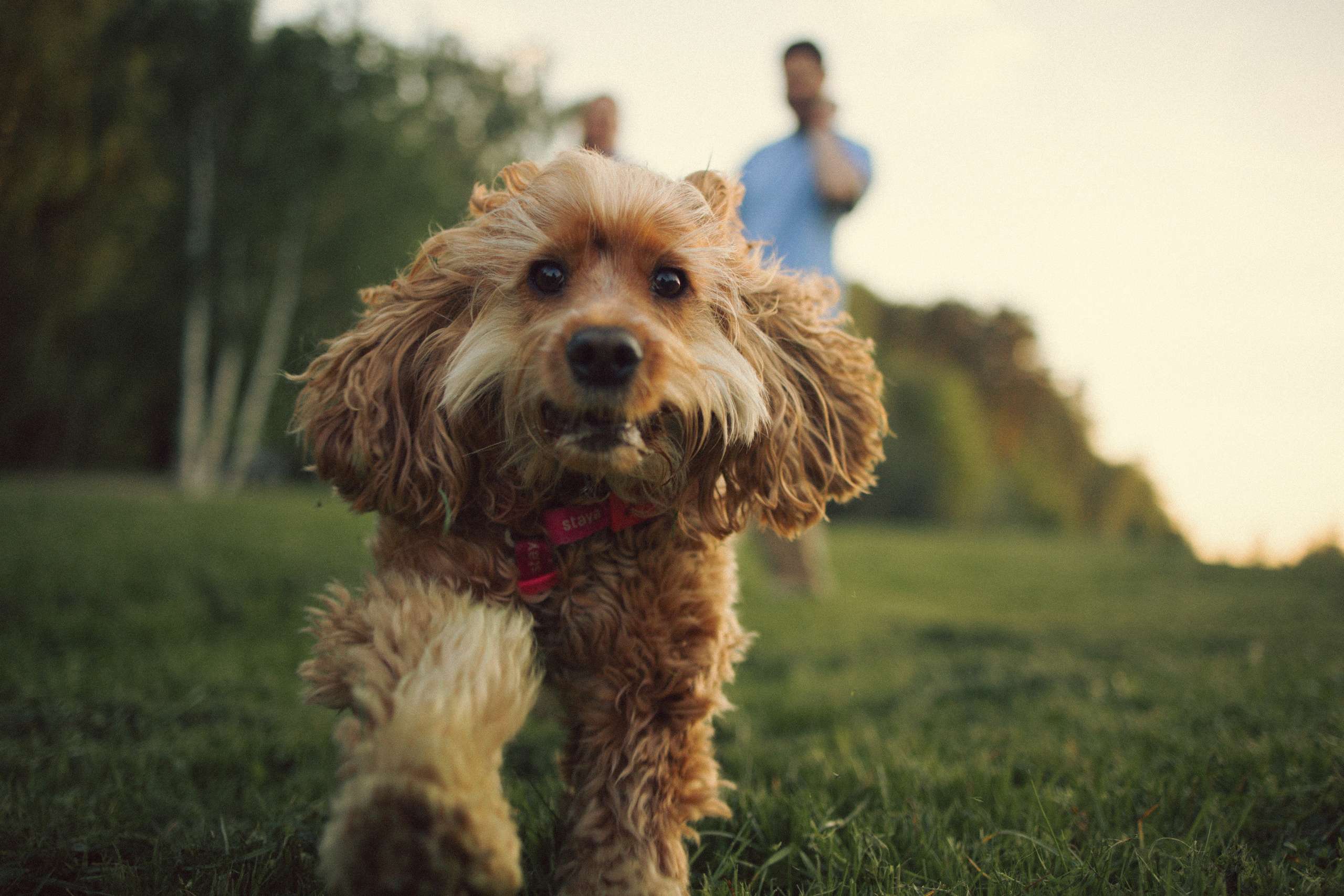 Руби и ее семья. Фотограф — Анималист | Санкт-Петербург
