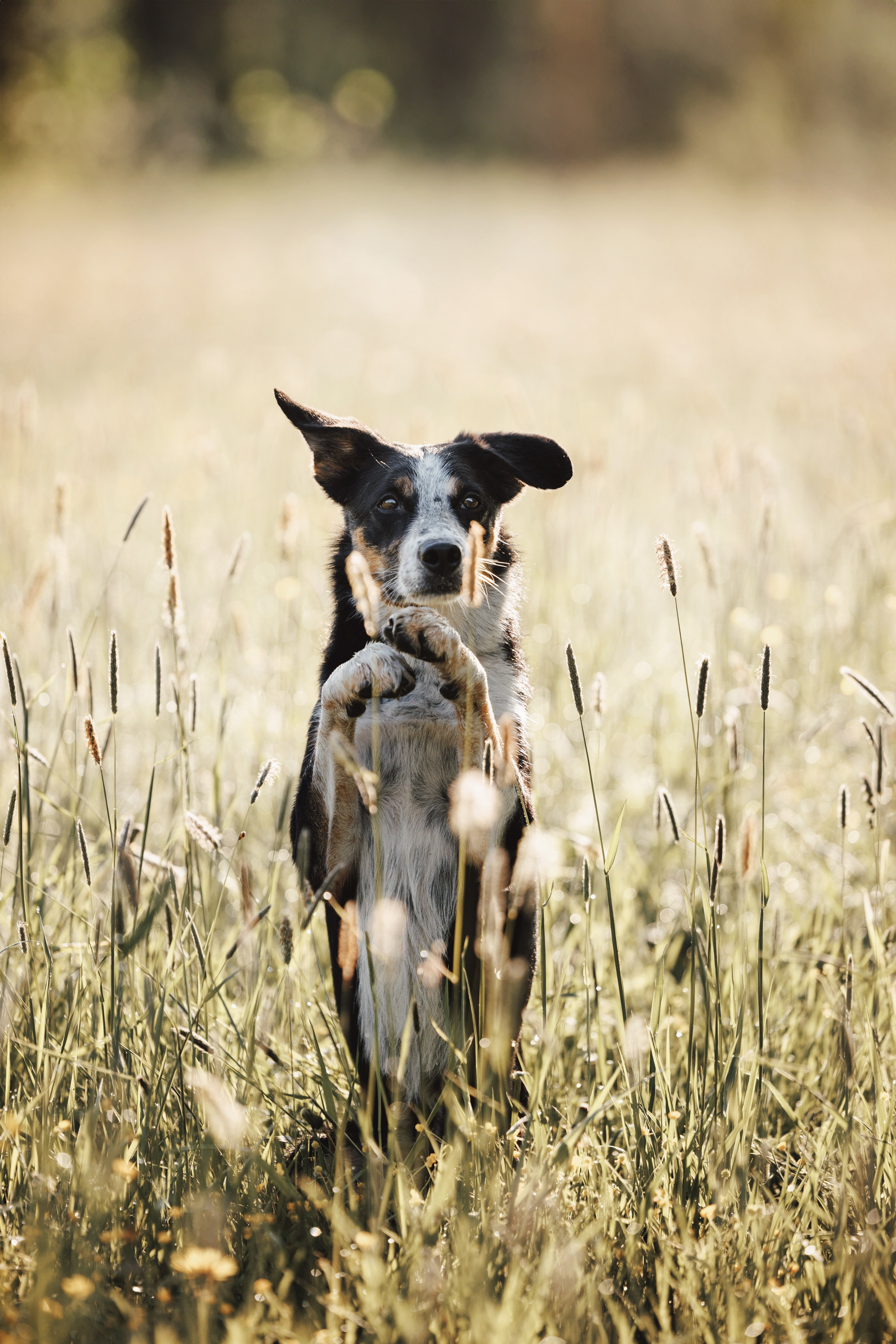 Токи, Янки, Лось, Мако и Рин. Фотограф анималист Осипчикова Мария