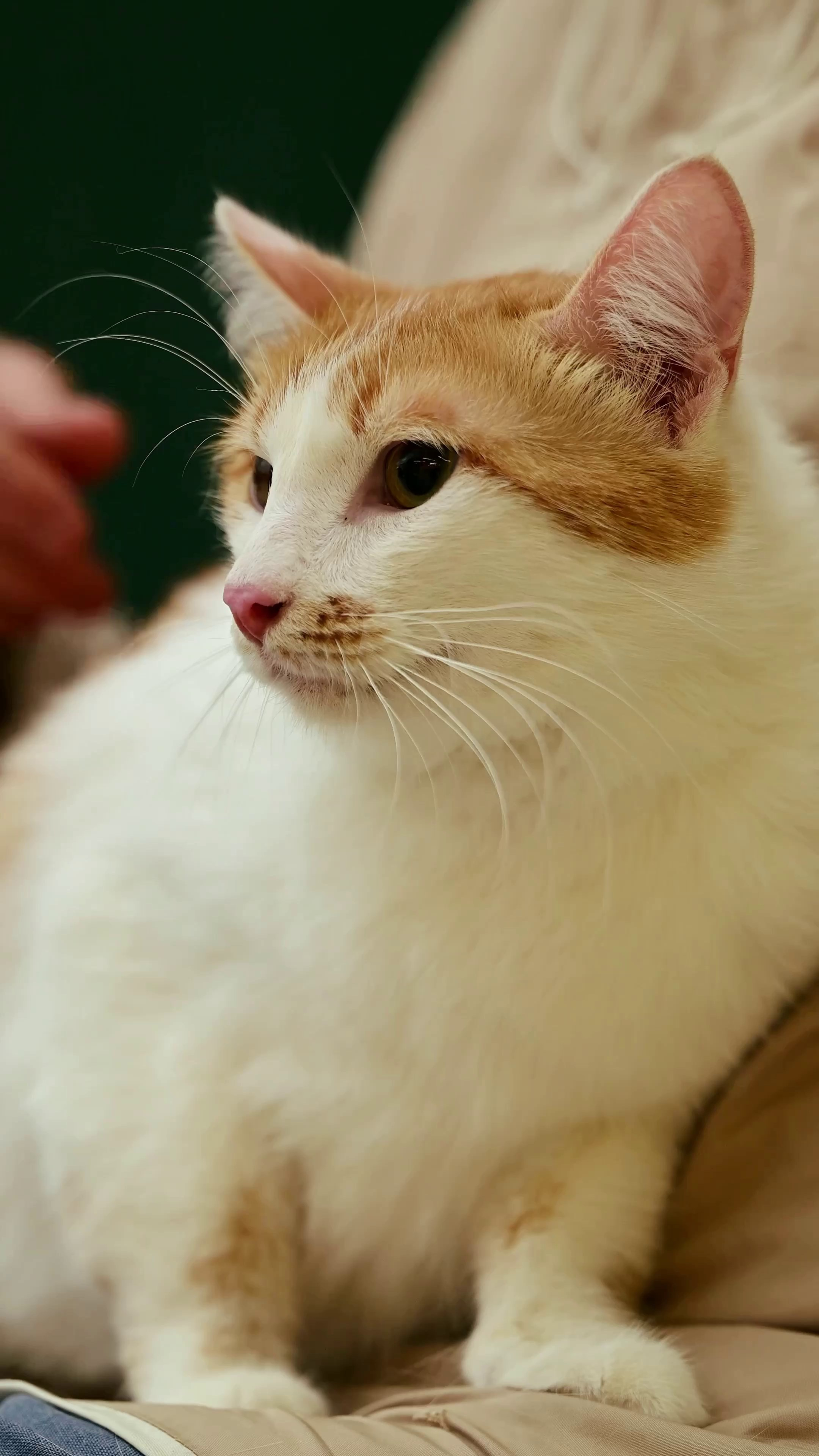 Съёмка для волонтёров (видео). Мила Астахова