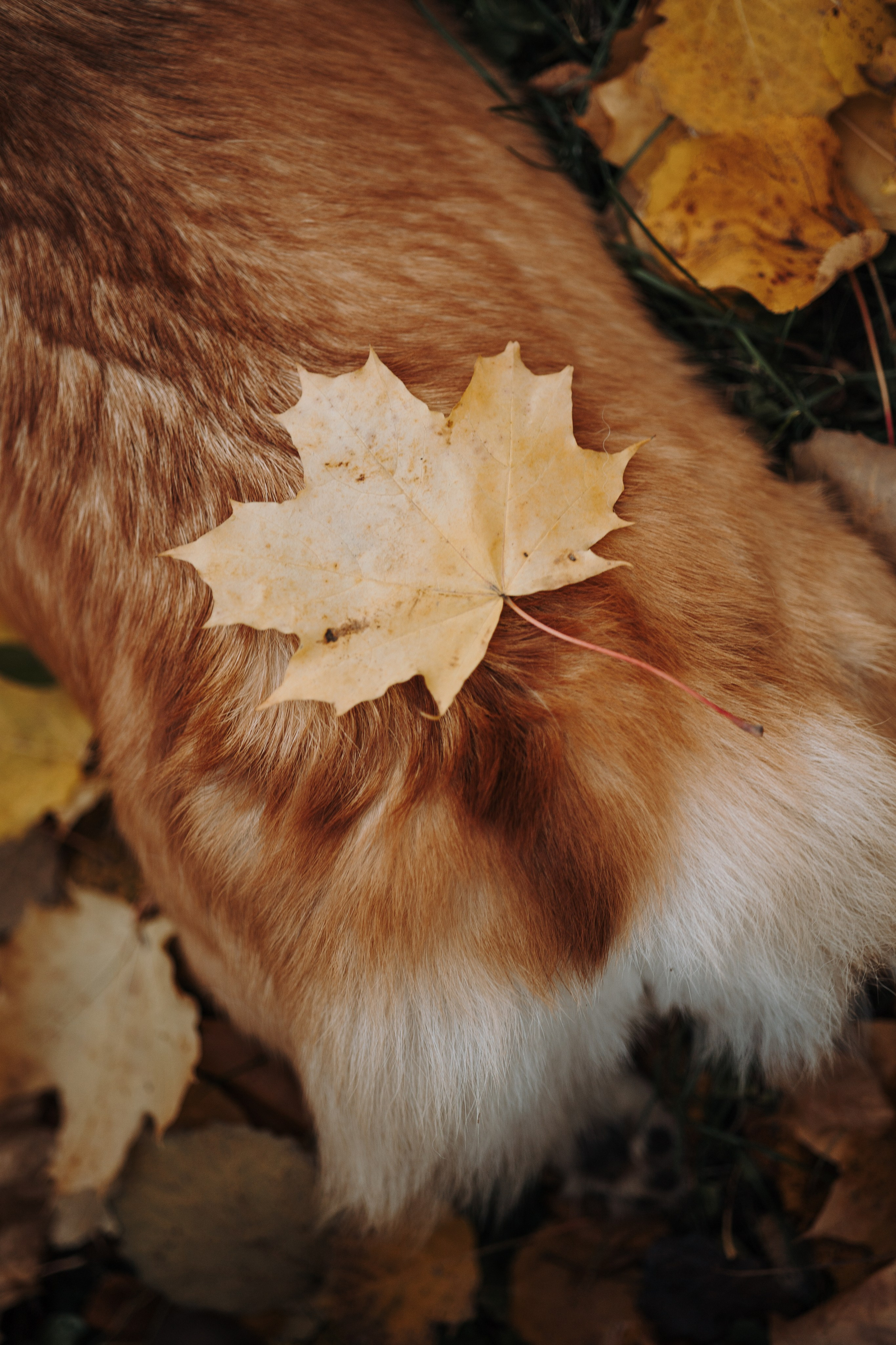 Юля и Терри. Фотограф — Анималист | Санкт-Петербург