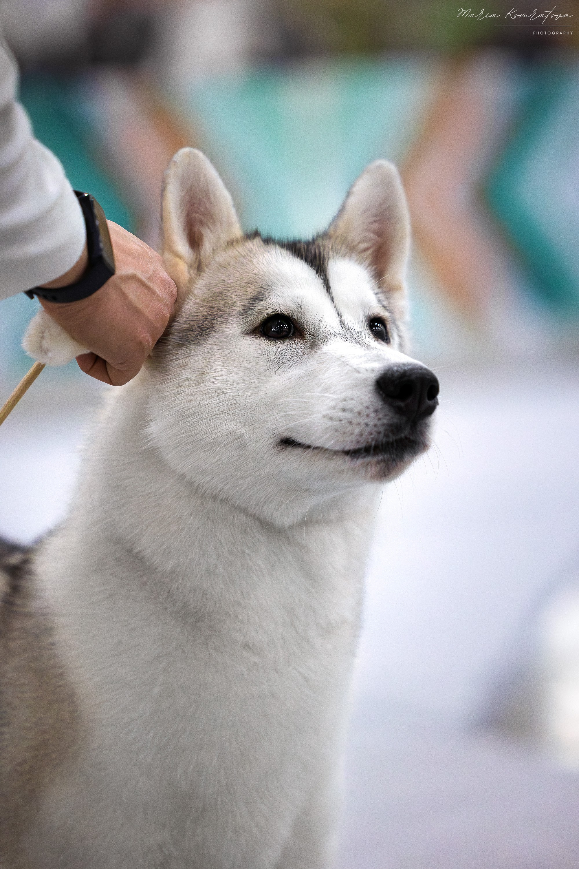 Евразия 2025 съемка в ринге на выставке собак, фотограф собак на выставке. Фотограф анималист, семейный фотограф, фотограф собак Комратова Мария. г. Москва
