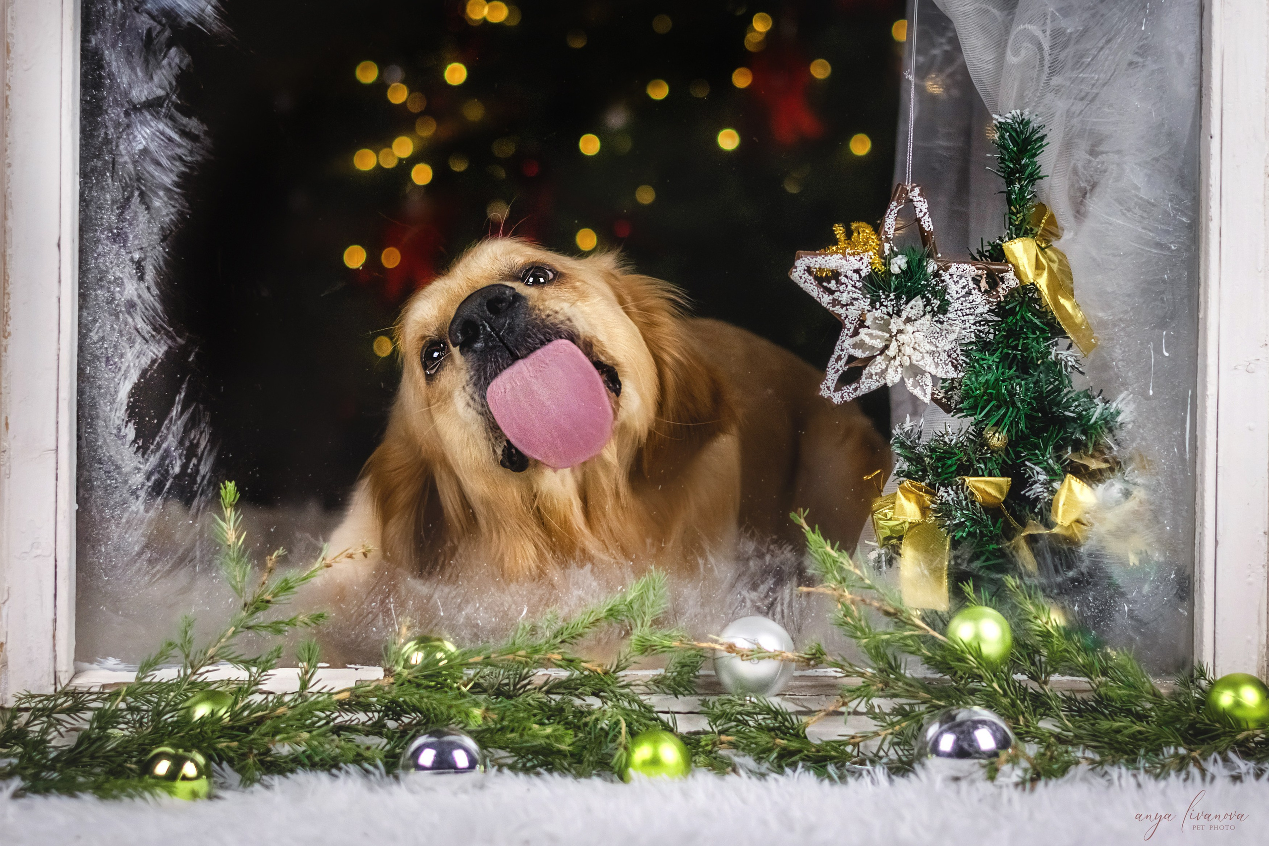 Окошко. Фотограф анималист Аня Ливанова | Рыбинск