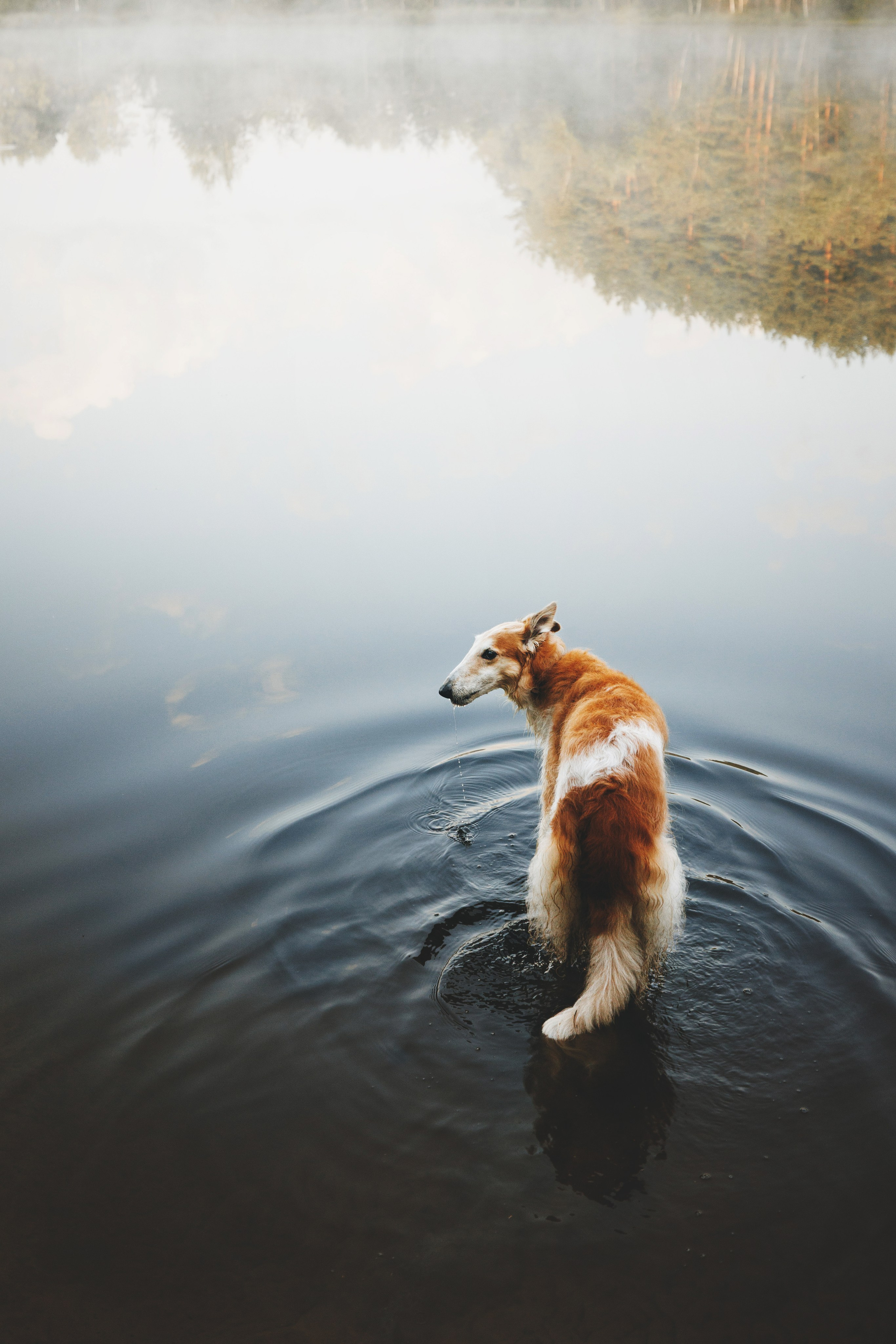 Сергей, Оксана и Жара. Фотограф анималист Осипчикова Мария