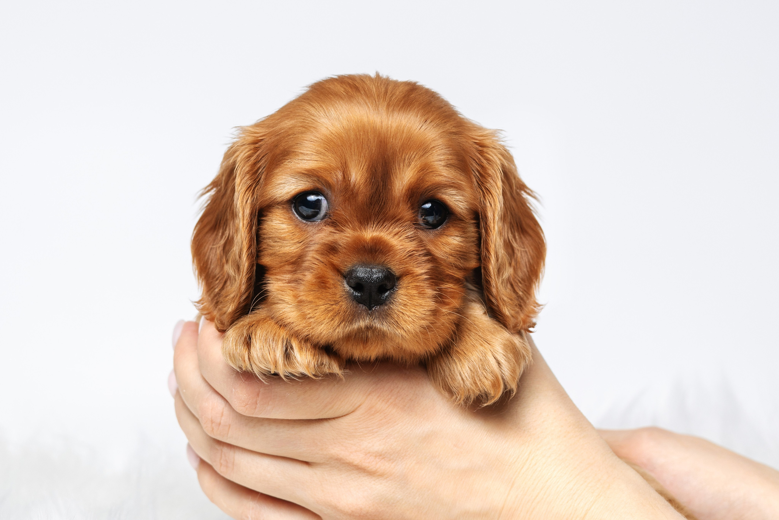 ККЧС. Фотограф анималист Осипчикова Мария