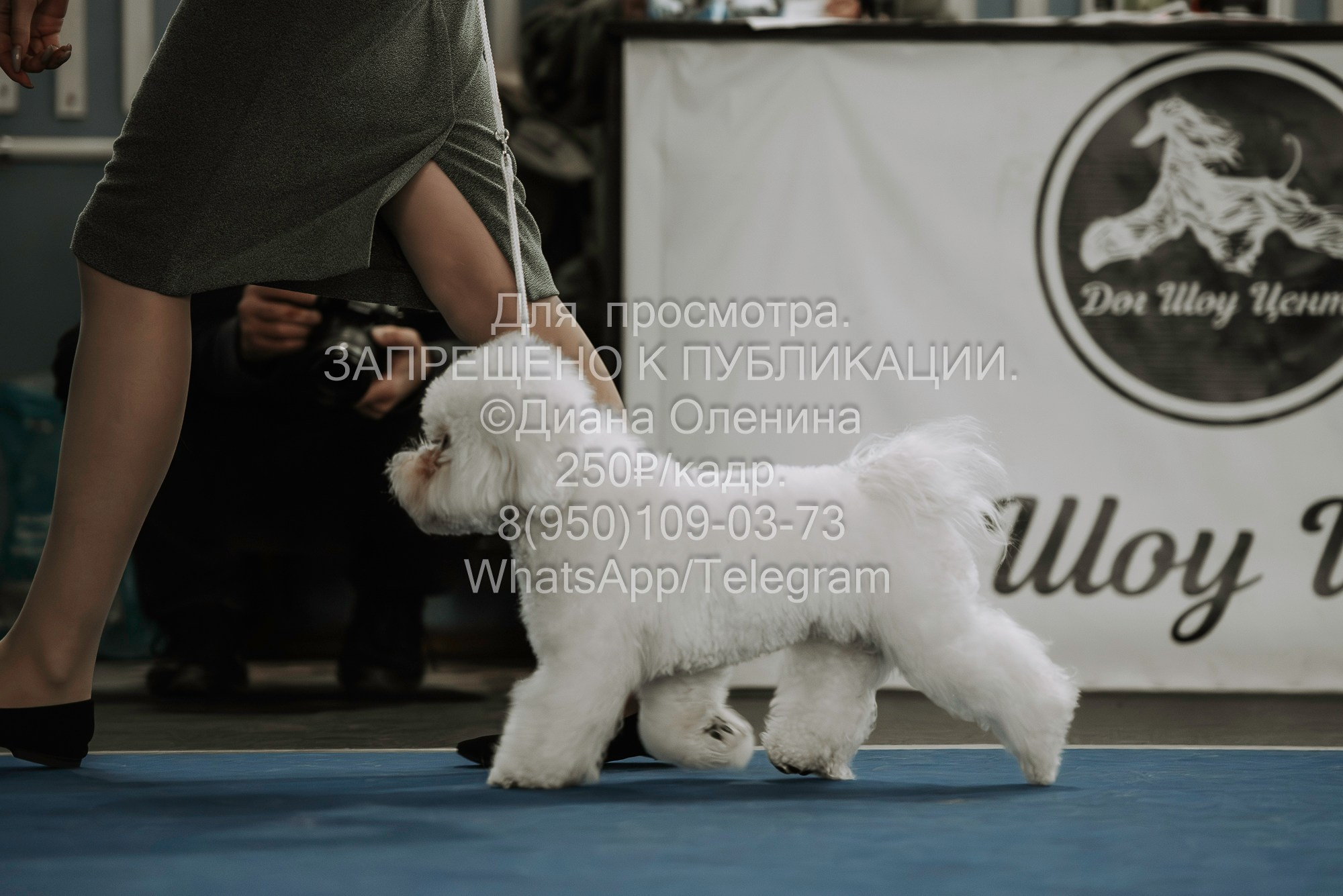 Выставка собак Красноярск 29.10.2023. Фотограф Диана Оленина Красноярск / Братск