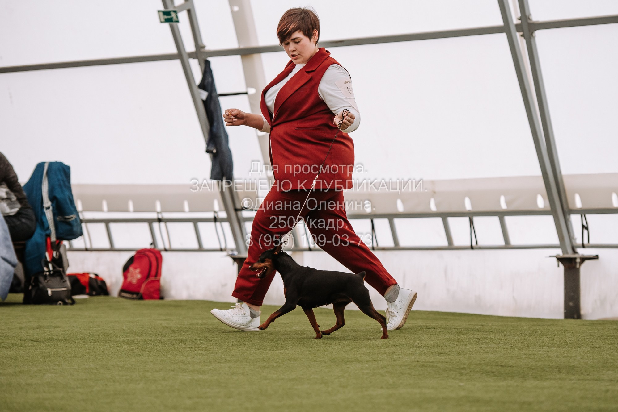 Выставка собак Красноярск 2.06. Фотограф Диана Оленина Красноярск / Братск