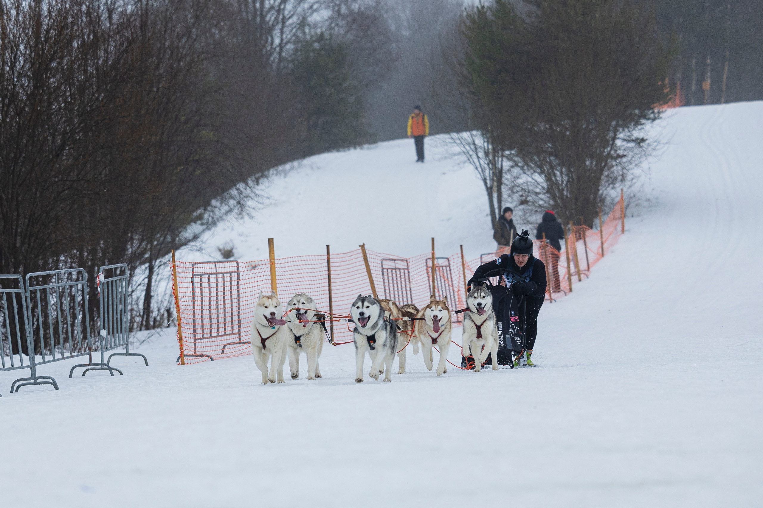 Зимний Чемпионат Санкт-Петербурга по ездовому спорту. Фотограф-анималист Анна Маринич