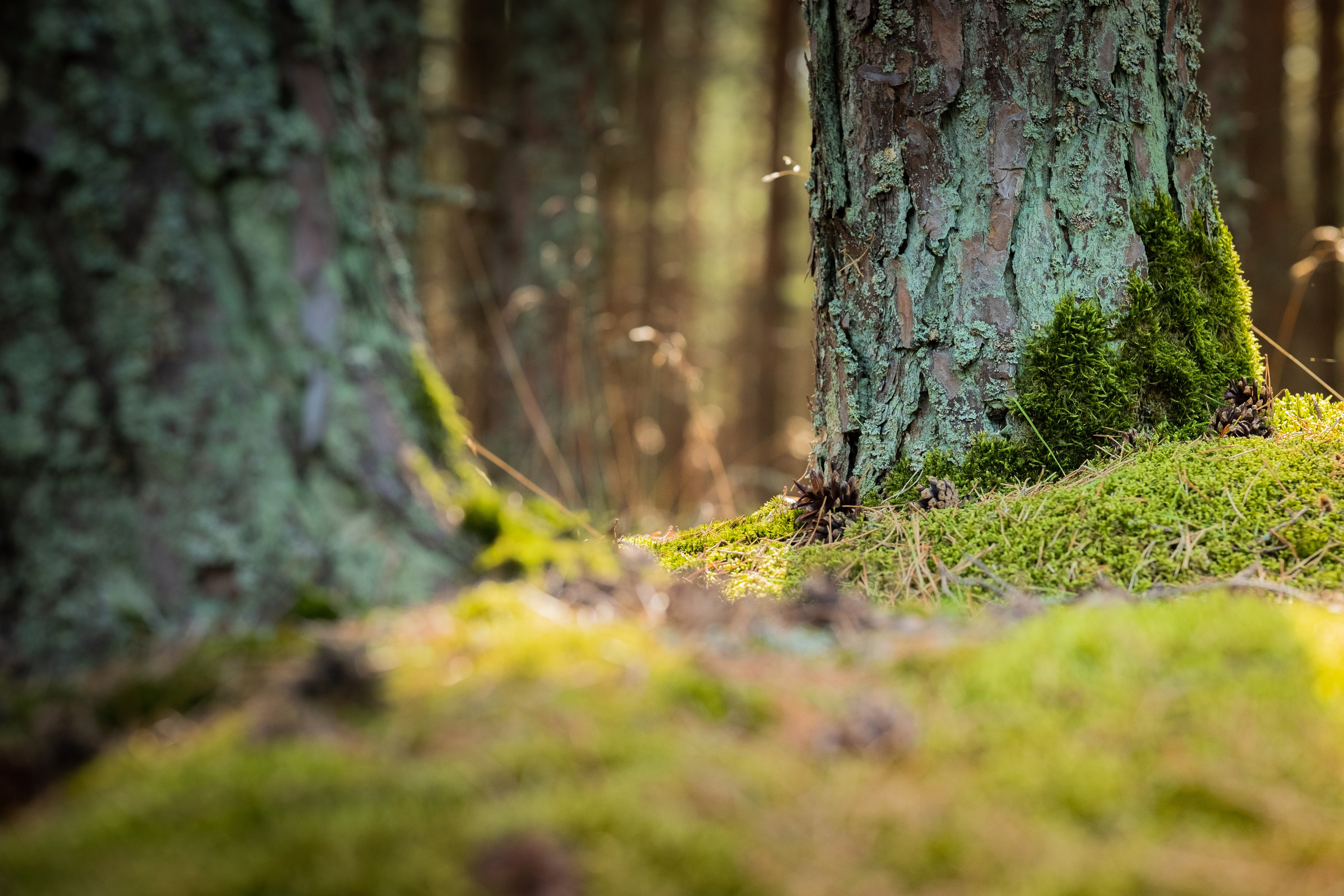 Чем дальше в лес. KRUTOVA_фотографирую жизнь