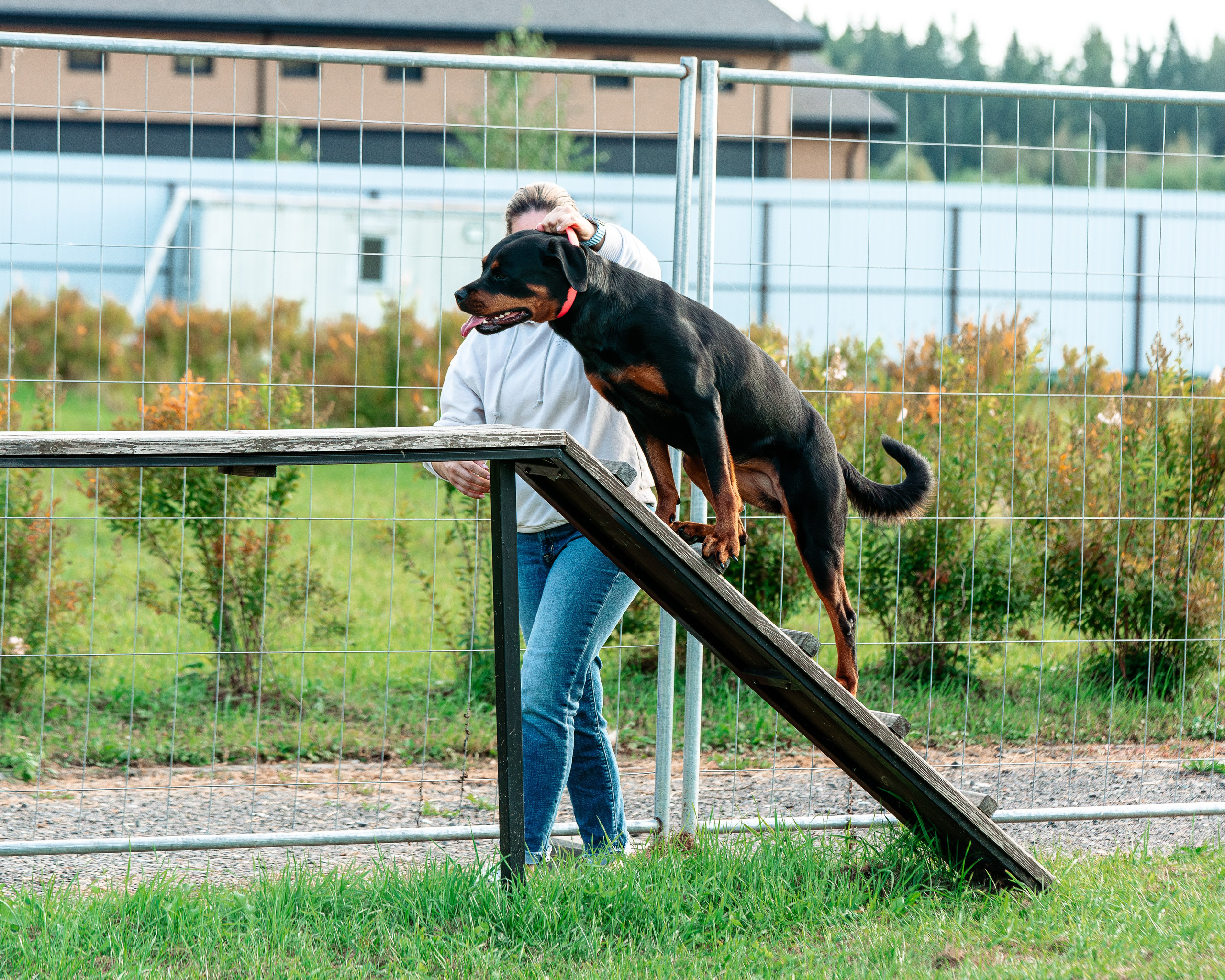 Ваш путь к ПОБЕДЕ (ТРЕНИРОВКИ). Фотограф-анималист, семейный фотограф в Москве и Подмосковье. Фотосъёмка кинологических дисциплин
