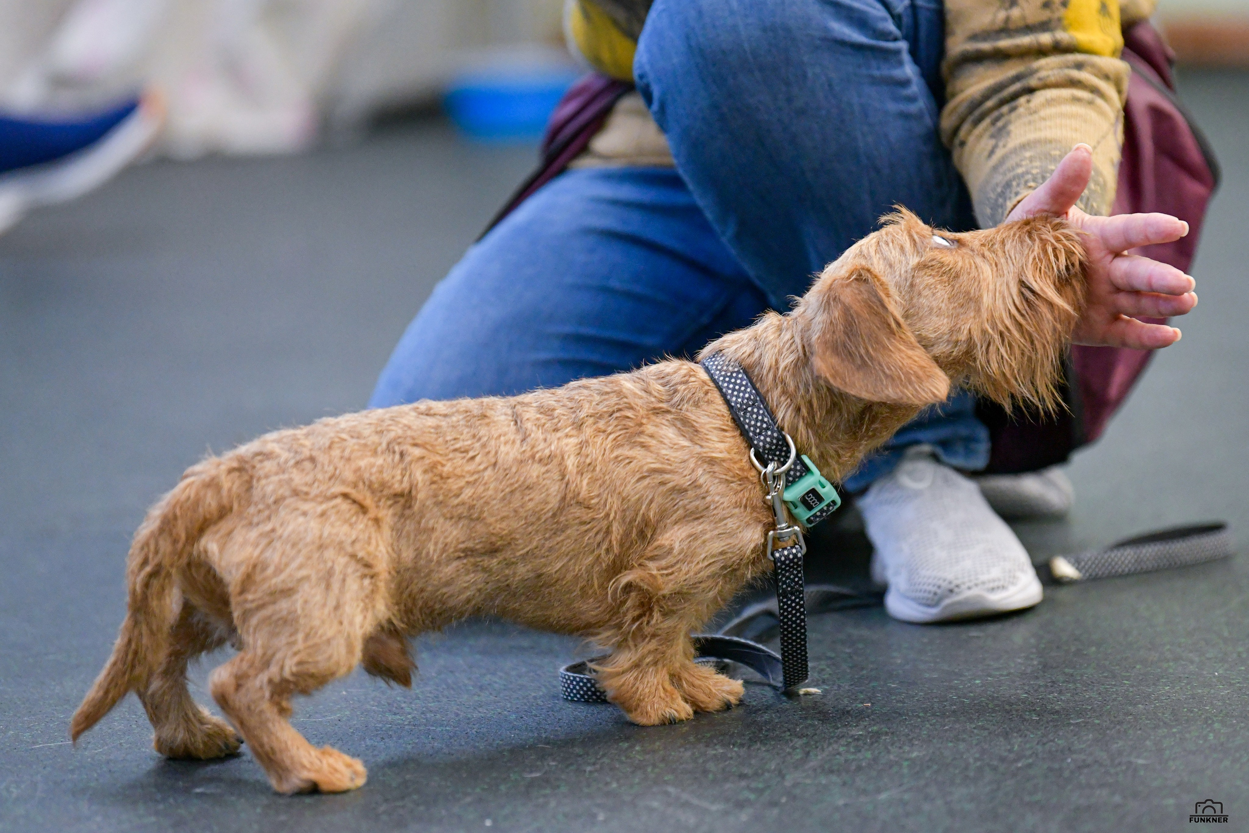 Кинологический клуб «Бодрый хвост». Свой взгляд через объектив