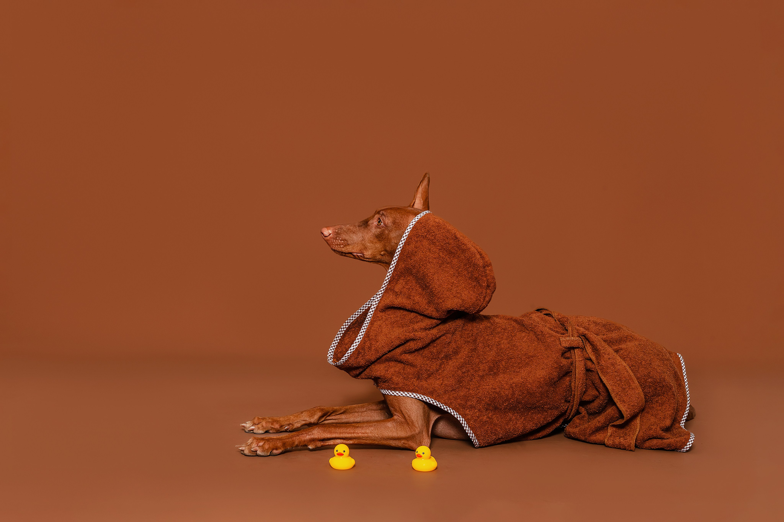 Съемка для бренда TEDDYBOY. Фотограф-анималист Татьяна Степанова