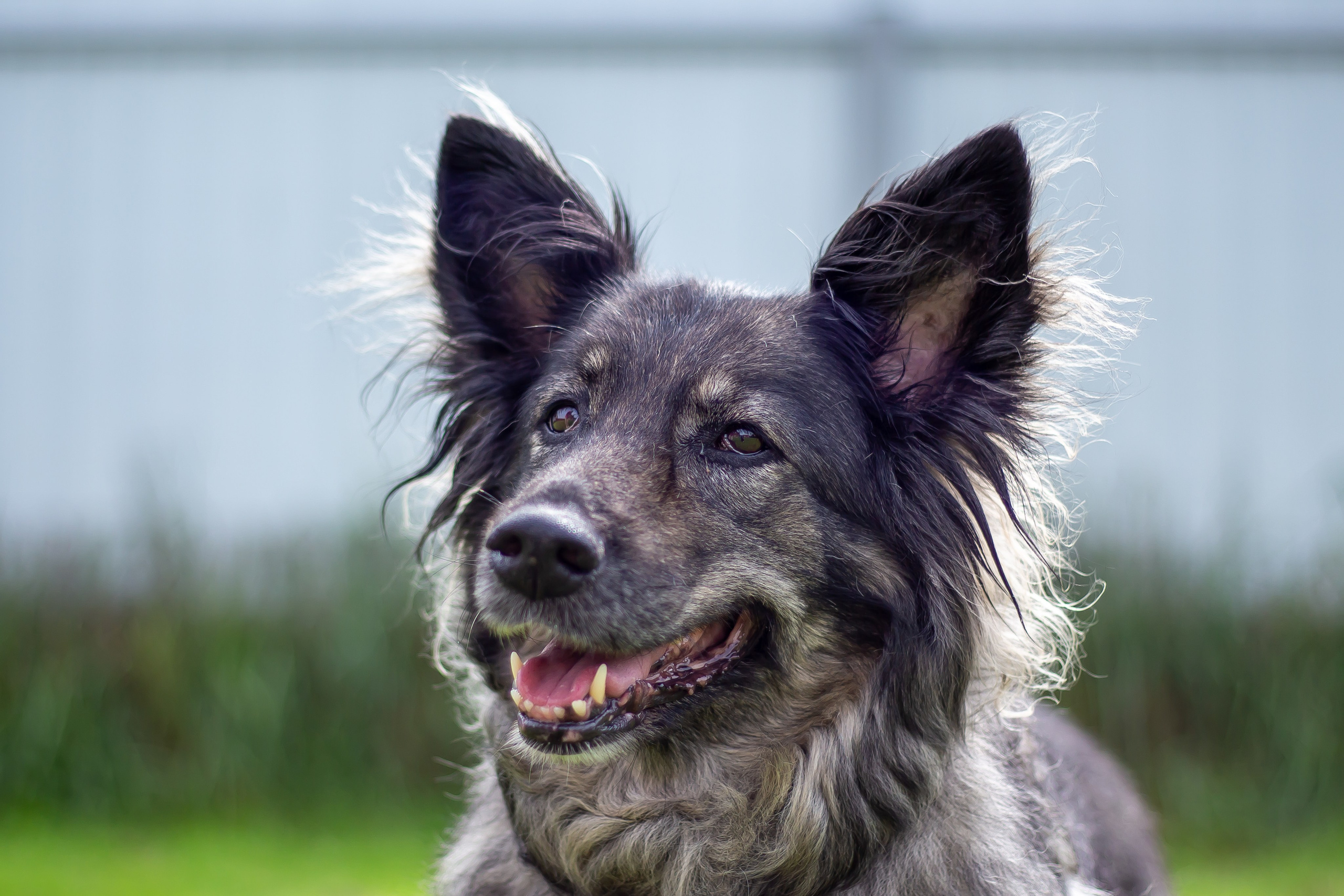 Собачья жизнь — Зоогостиница «Счастливые мечтатели». Фотограф • Орехово-Зуево • Балашиха • TEFO