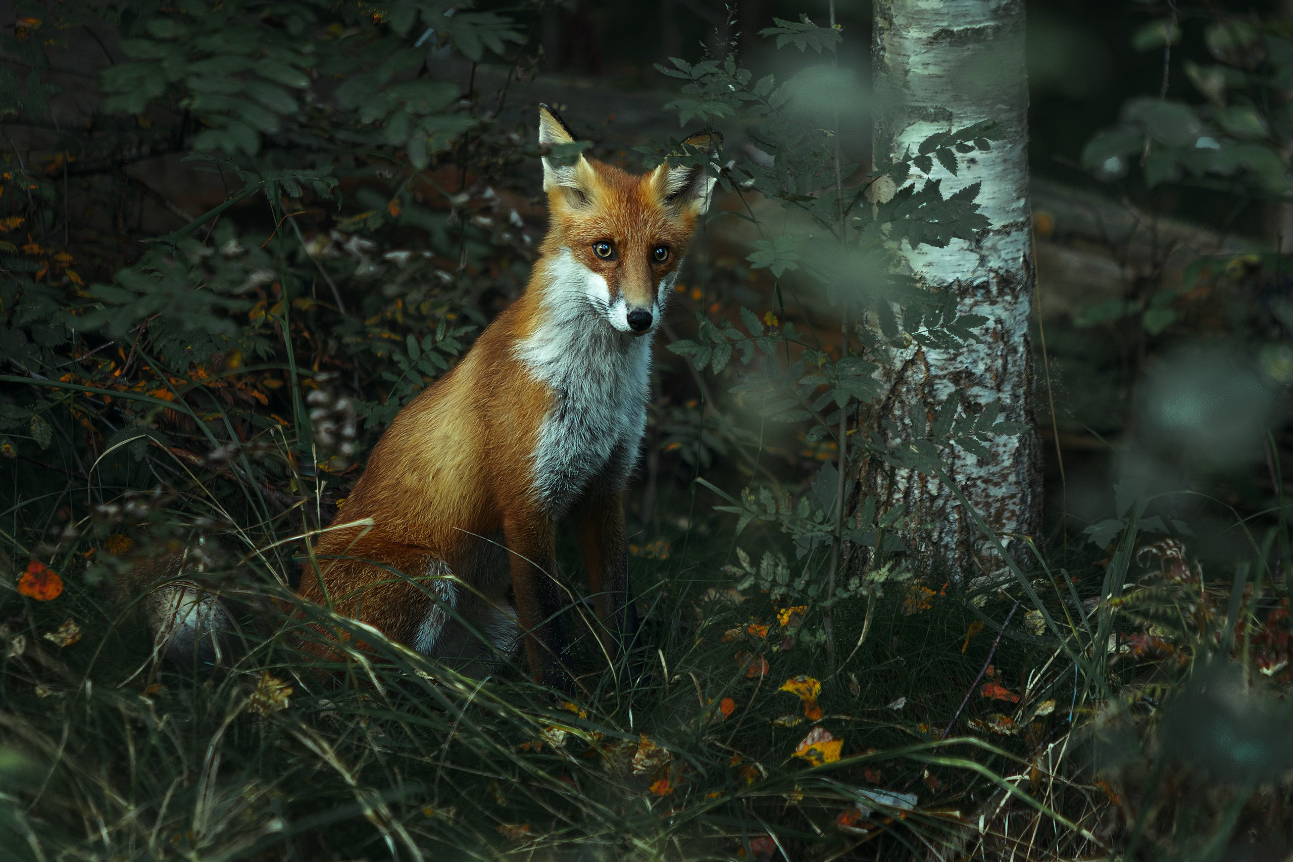 Животные. Медиа-контент с мероприятий