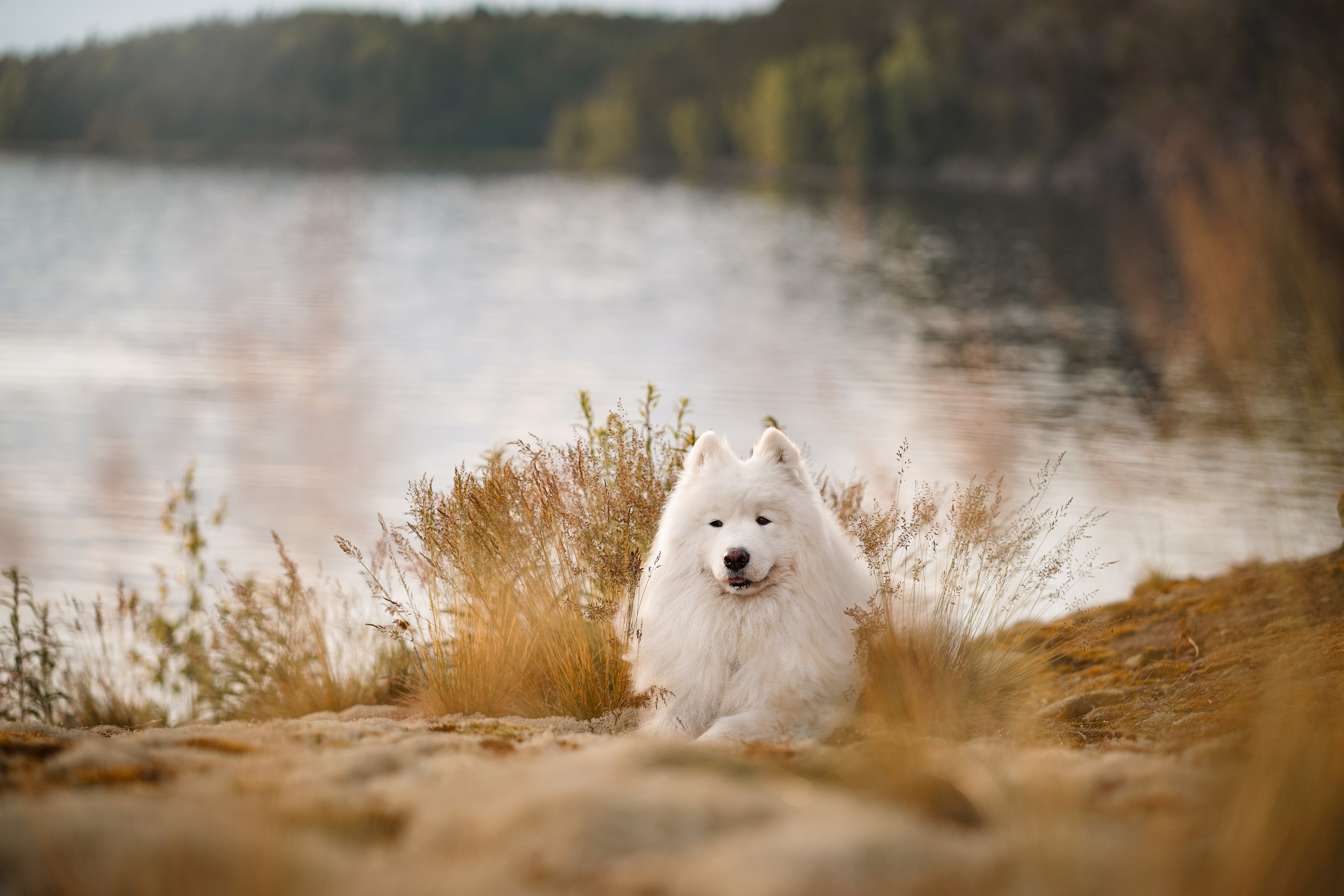 Карелия. Фотограф-анималист в Санкт-Петербурге Яна Мартынова