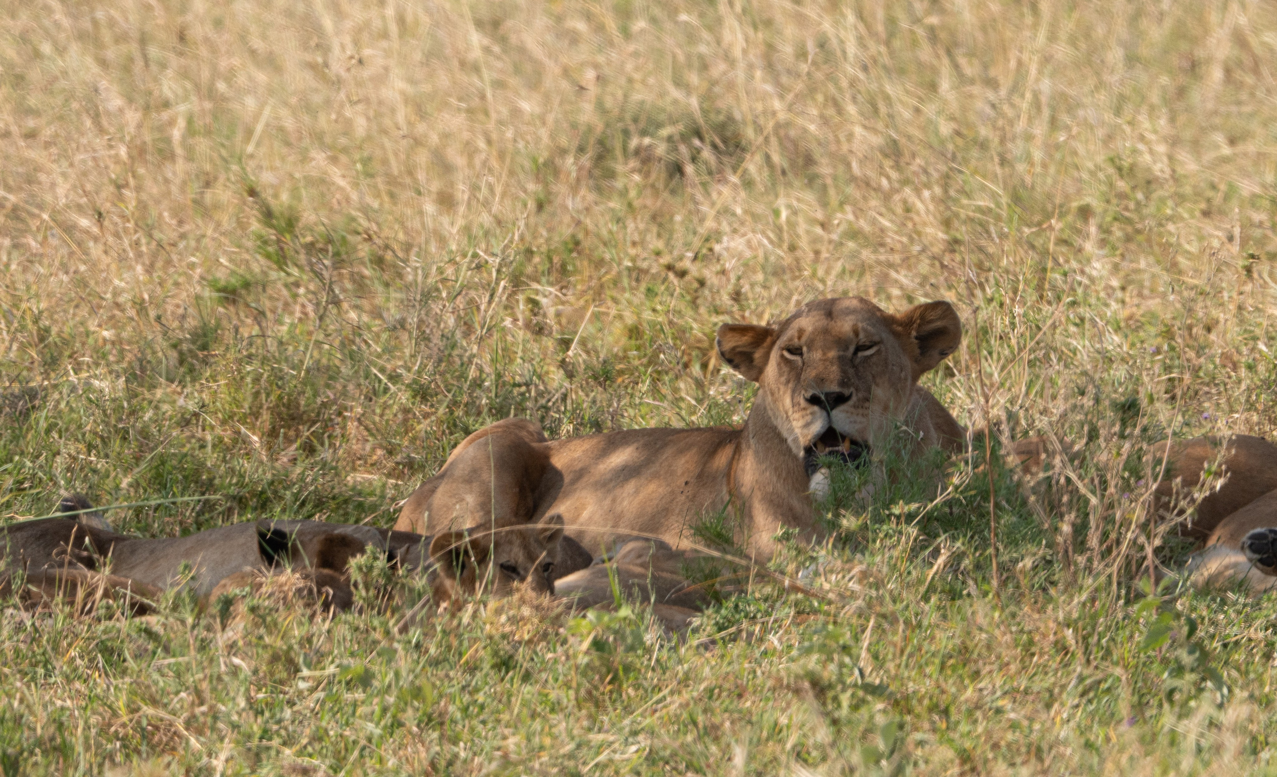 Танзания, сафари, 2025. Творческие сьемки