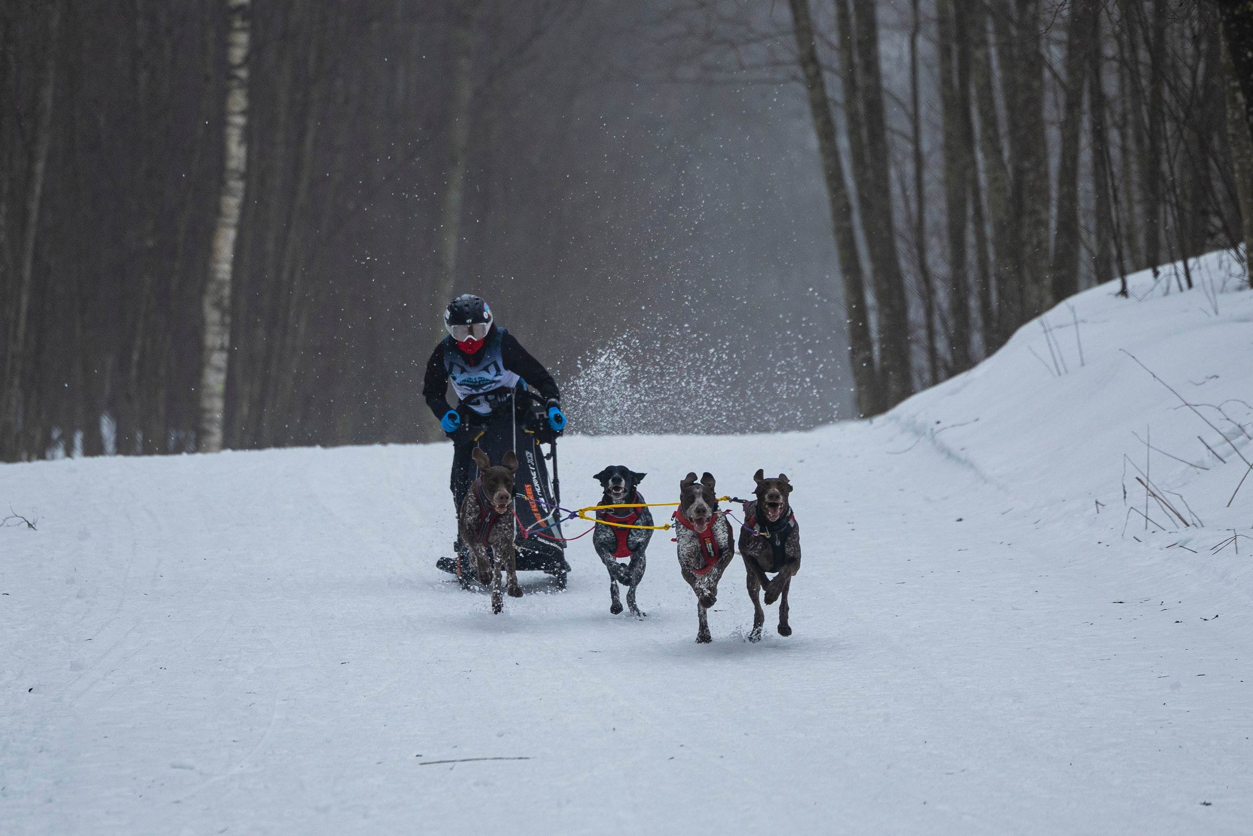 Зимний Чемпионат Санкт-Петербурга по ездовому спорту. Фотограф-анималист Анна Маринич