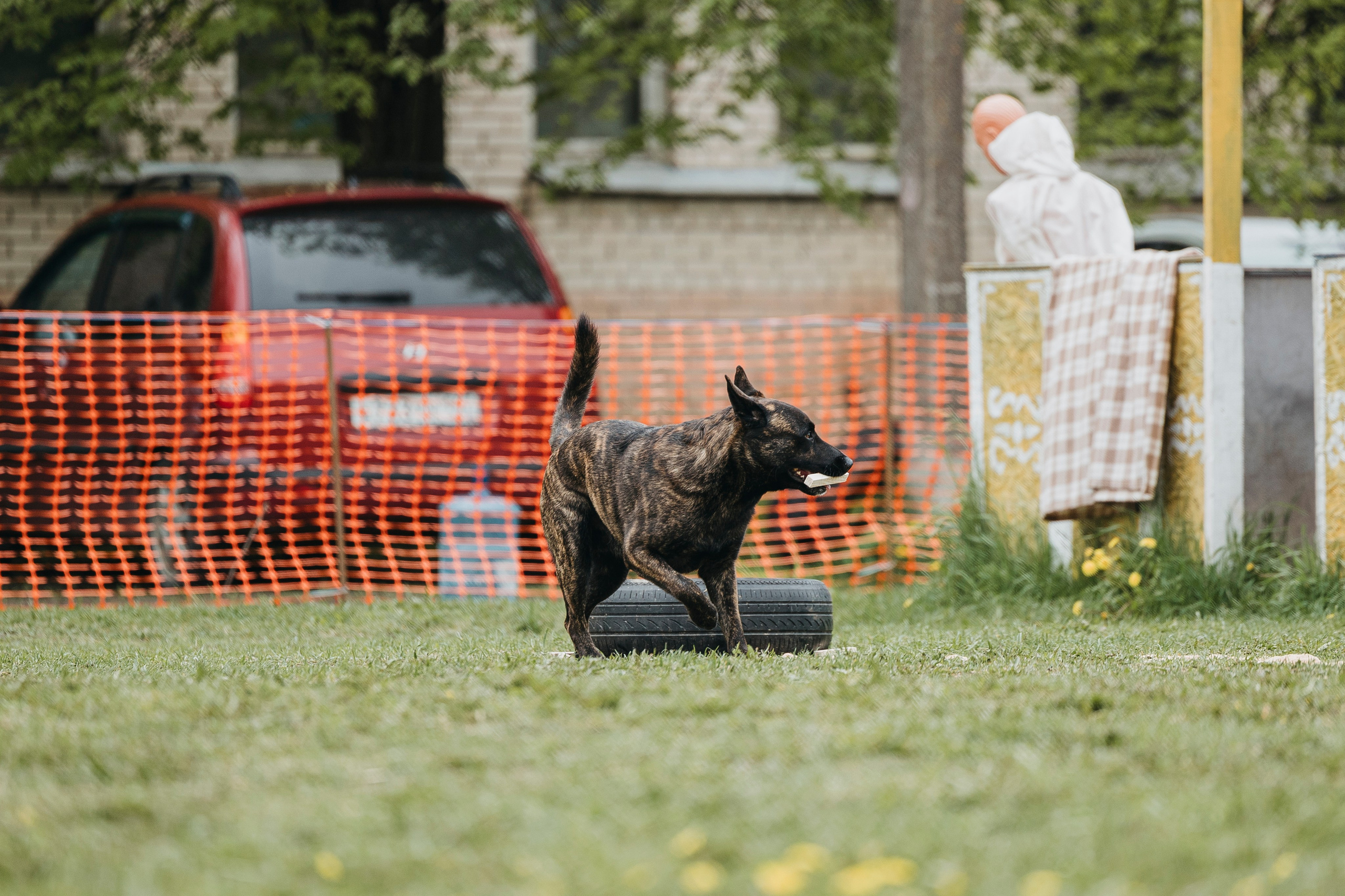 26.05.25 г. Пушкин квалификационные соревнования. Фотограф-анималист Анна Маринич