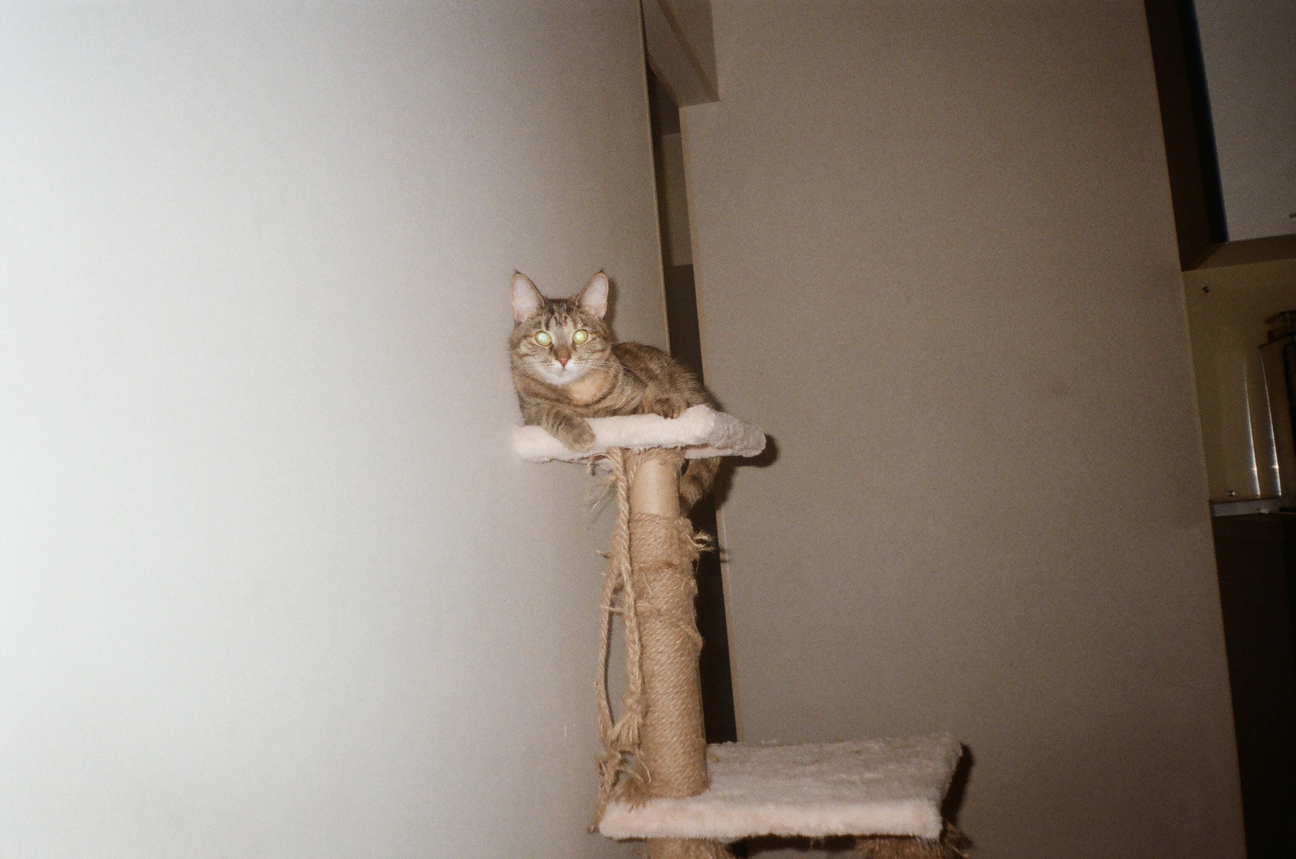 Плёнка. Человек в Шляпе