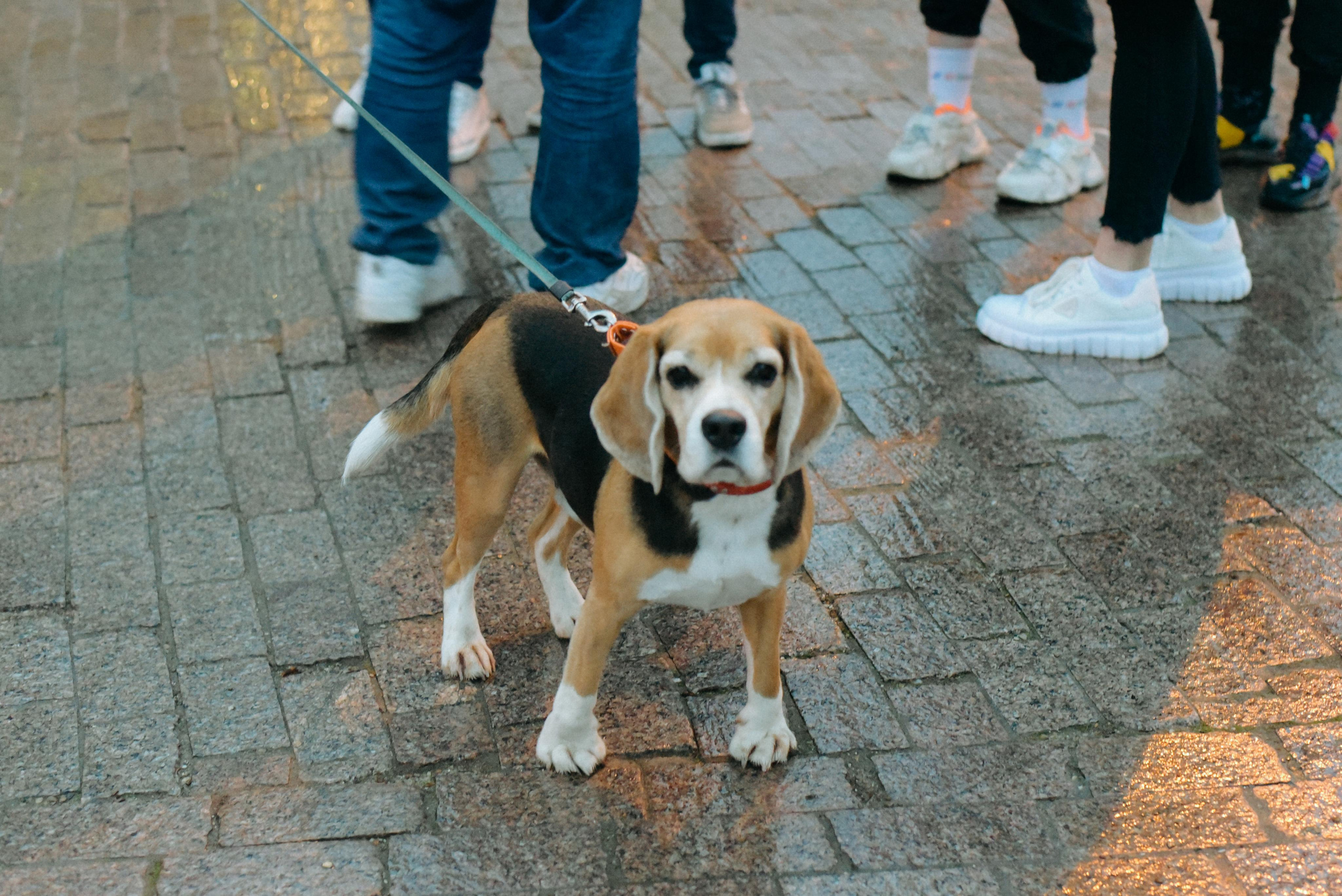 День Рождения Анны. Фотограф Лола Волна, город Москва