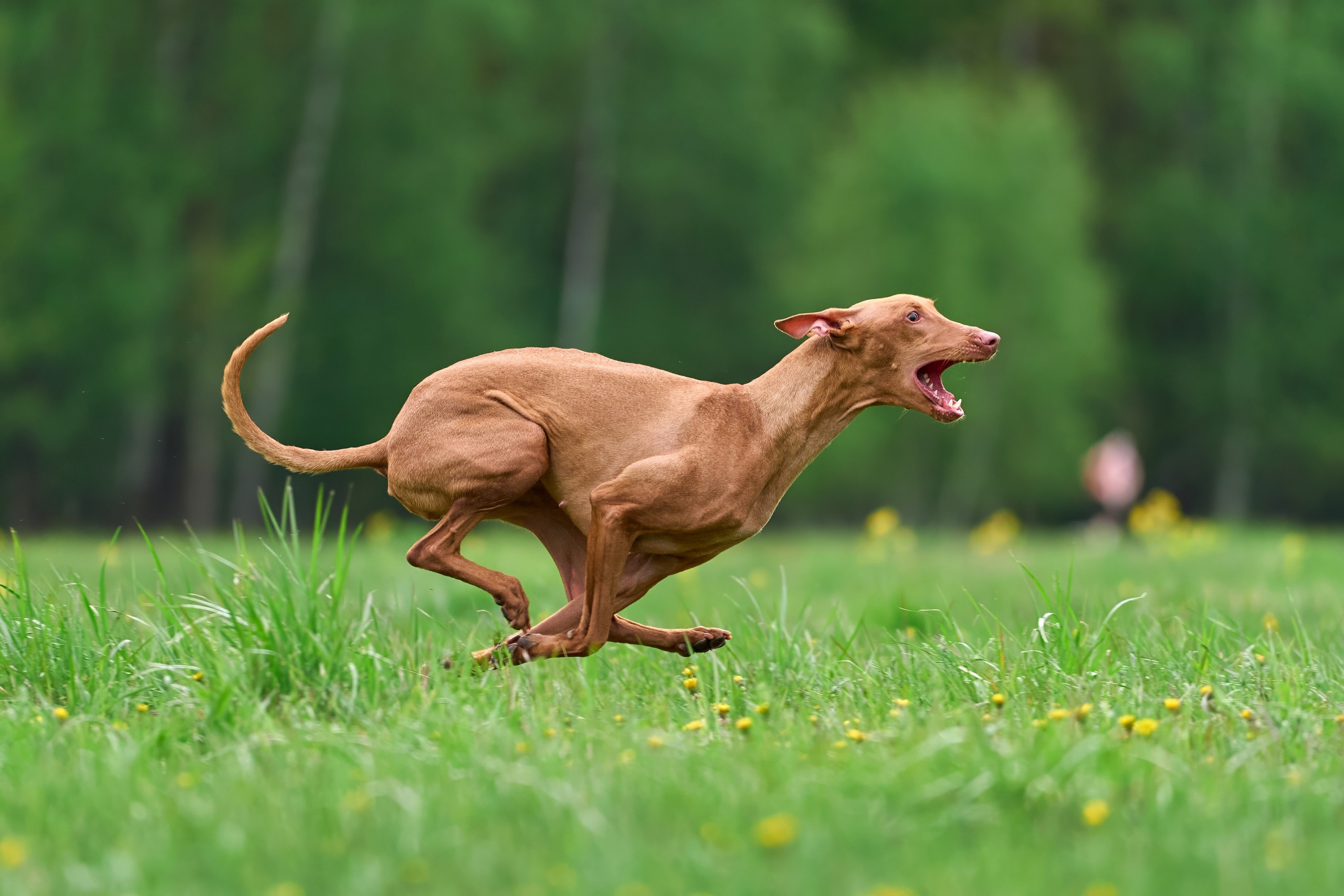 Тренировка по курсингу Донино. Фотограф-анималист Михаил Манухин
