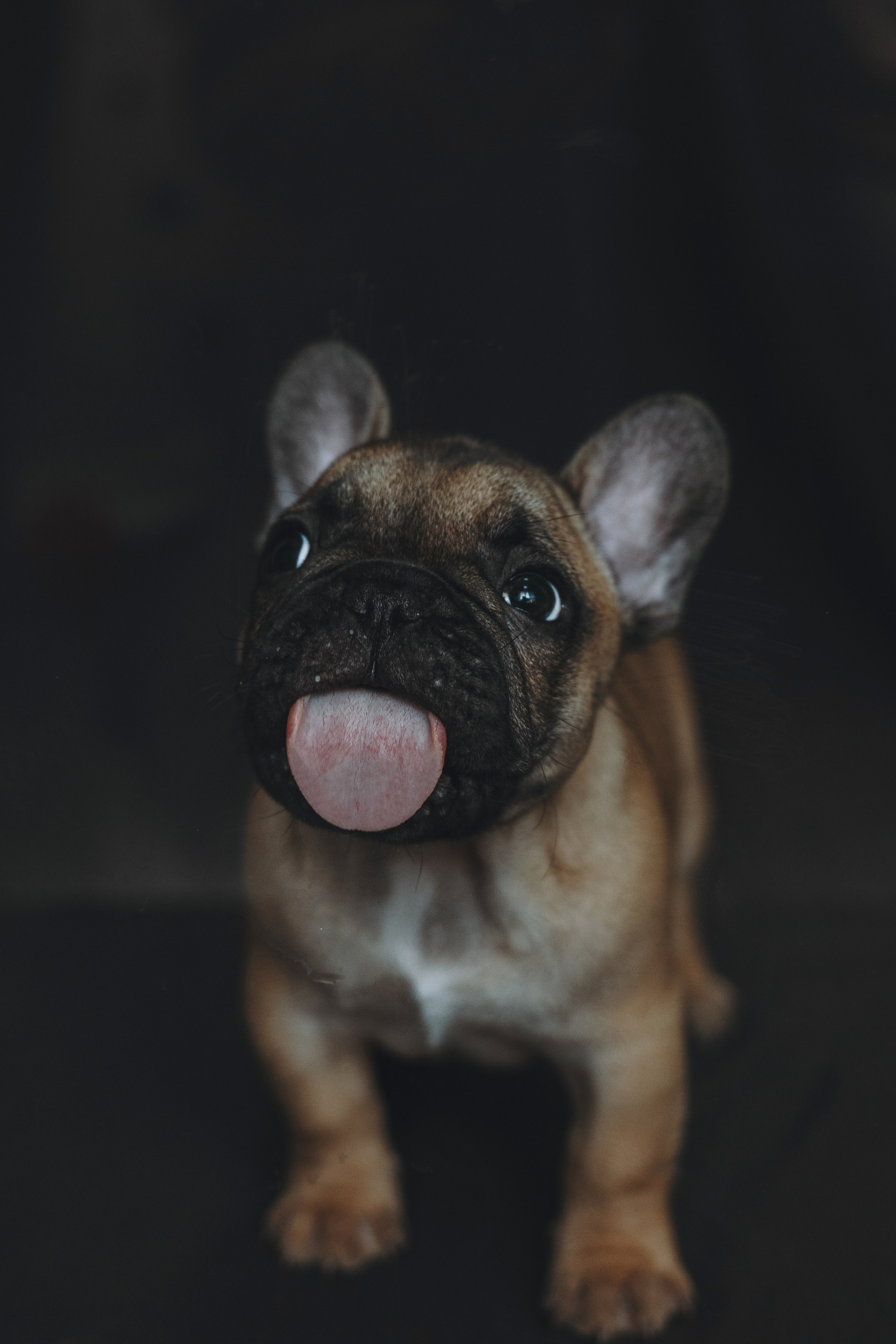 Щеночки. Фотограф — анималист Владивосток, Алина